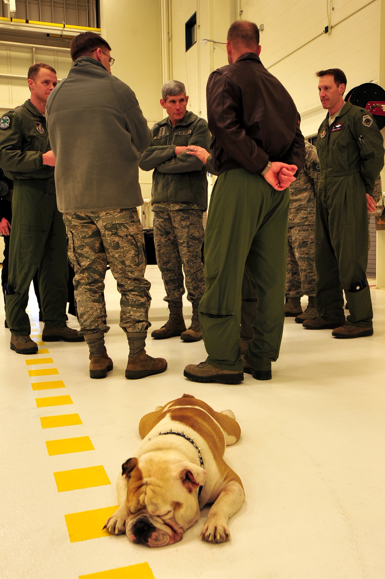 Fado, 525th Fighter Squadron "deputy commander," rests while Air Force Chief of Staff Gen. Norton Schwartz talks to senior leadership during his visit at Joint Base Elmendorf-Richardson, Alaska, Feb. 16, 2012.  Fado has been the squadron mascot since 2007 when 525 FS was activated. (U.S. Air Force photo/Staff Sgt. Sheila deVera)