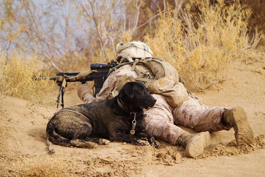 U.S. Marine Lance Cpl. Brandon Mann, a dog handler with Alpha Company, 1st Light Armored Reconnaissance Battalion, and native of Arlington, Texas, sights in with his infantry automatic rifle while providing security with Ty, an improvised explosive device detection dog, during a patrol here, Feb. 16. Marines and sailors with 1st LAR and India Company, 3rd Battalion, 3rd Marine Regiment, conducted clearing and disrupting operations in and around the villages of Sre Kala and Paygel during Operation Highland Thunder. Marines with 1st LAR led the operation on foot, sweeping for enemy weapons and drug caches through 324 square kilometers of rough, previously unoccupied desert and marshland terrain. Mobile units with1st LAR set up blocking positions and vehicle check points while India Company, 3/3 conducted helicopter inserts to disrupt insurgent freedom of movement.