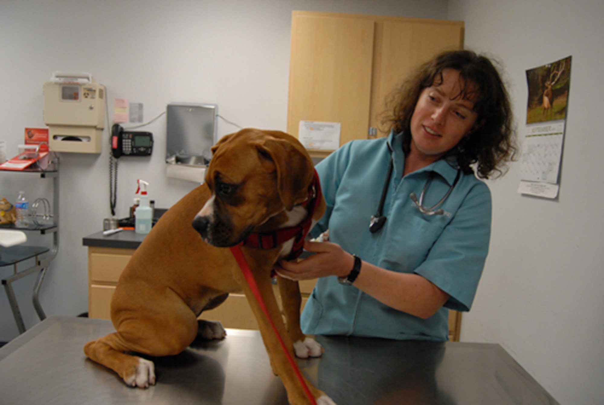 Emily Galloway, a veterinarian for the 436th Medical Group, performs a pet health exam Sept. 23, 2011, at the Dover Air Force Base, Del., Veterinary Clinic. The Veterinary Clinic is just one of the many facilities supported by the 436th Force Support Squadron to serve base Airmen. (U.S. Air Force courtesy photo)