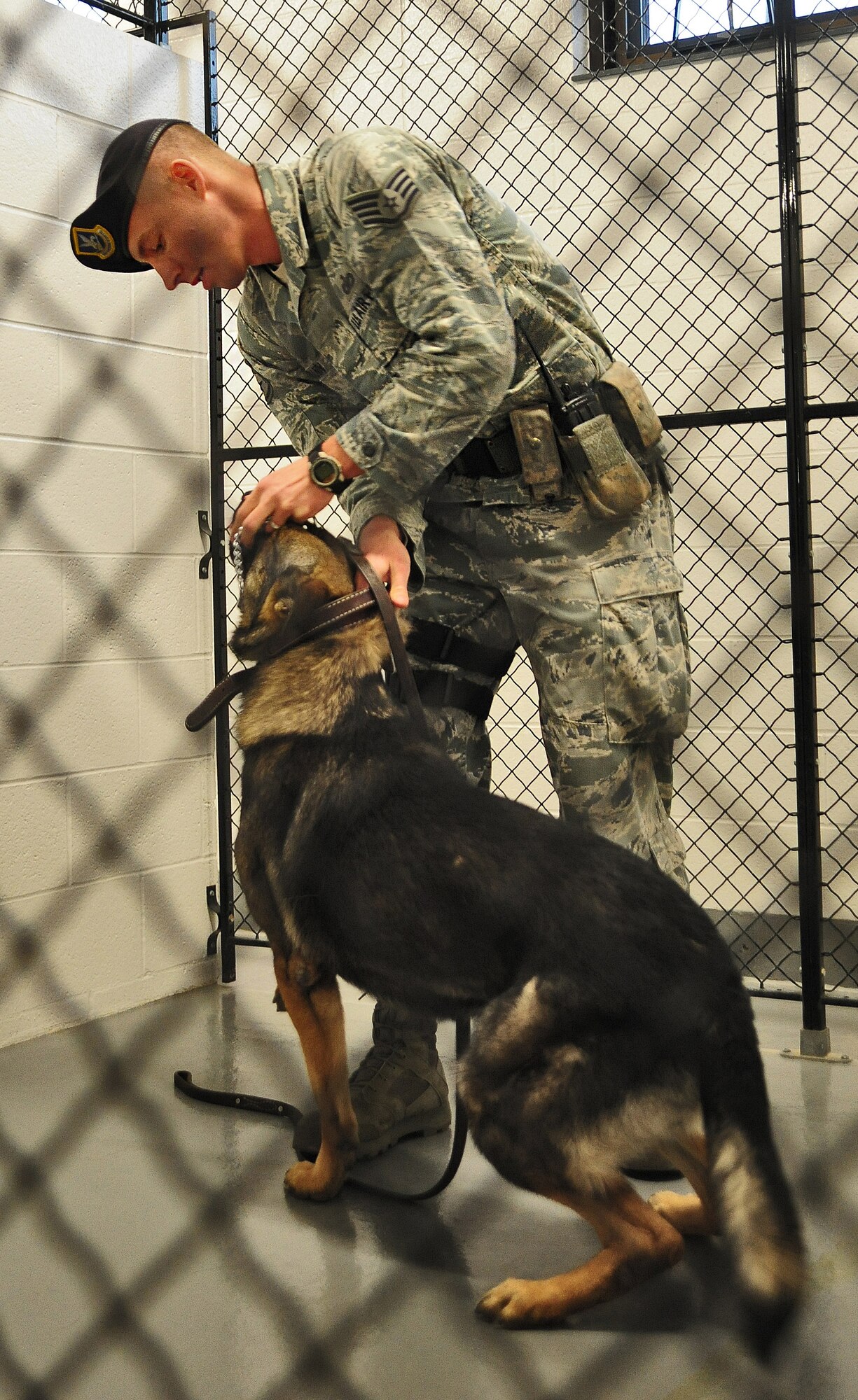 WHITEMAN AIR FORCE BASE, Mo. -- Staff Sgt. James Swann, 509th Security Forces Squadron military working dog handler, gets his canine Igore ready for a daily obedience course Jan. 15. The course helps trainers evaluate various abilities of the canines such as, speed, strength, agility, endurance and stamina. (U.S. Air Force photo/Senior Airman Nick Wilson)