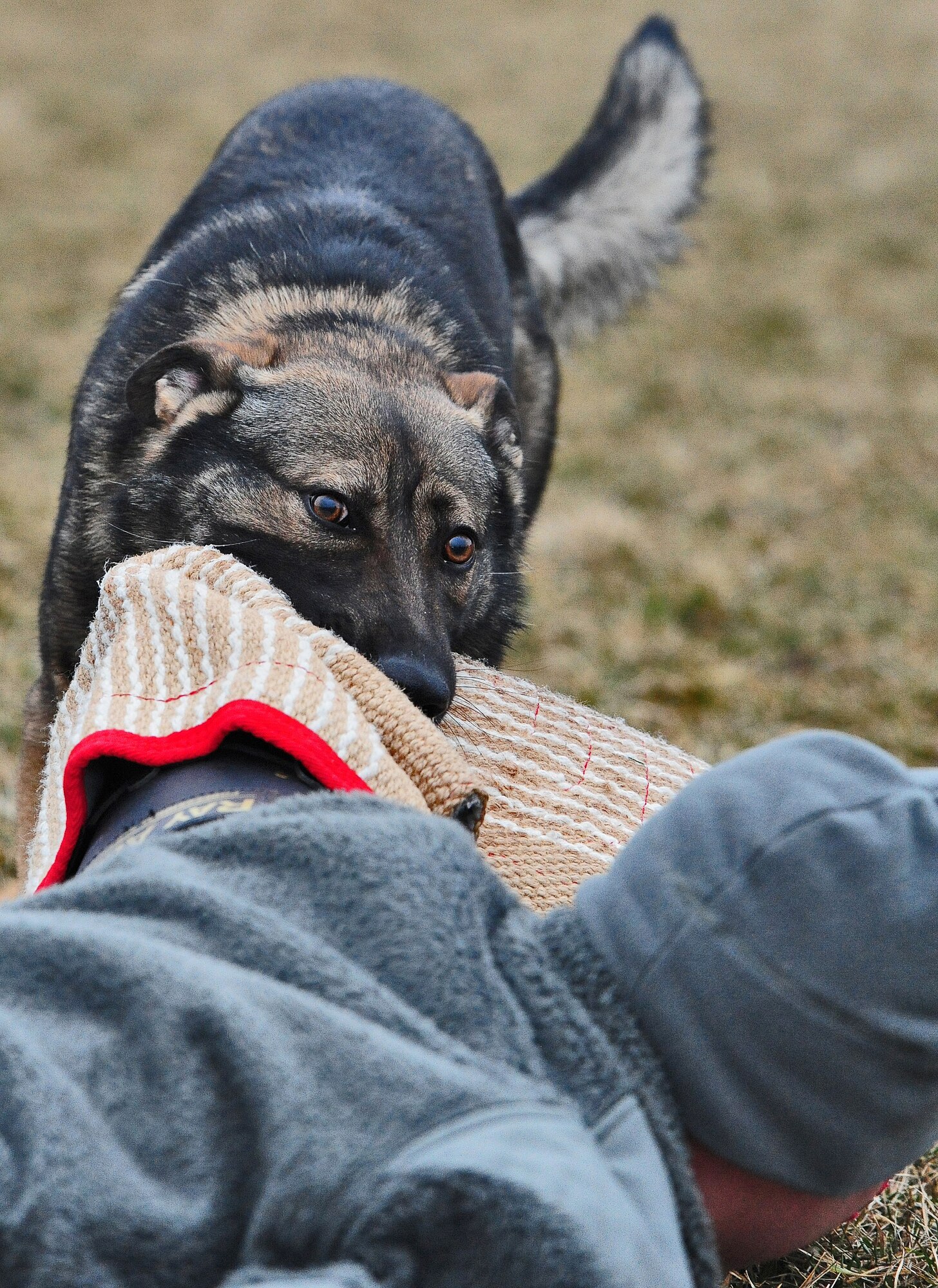 WHITEMAN AIR FORCE BASE, Mo. -- Igore, 509th Security Forces Squadron military working dog, bites the sleeve of an MWD handler and brings him to the ground during a bite sleeve scenario Feb. 15. The bite sleeve scenarios teach the canines to hold on to the body part they bite, helps strengthen their jaws, and builds confidence among them so they are prepared when responding to a real-world scenario. (U.S. Air Force photo/Senior Airman Nick Wilson)