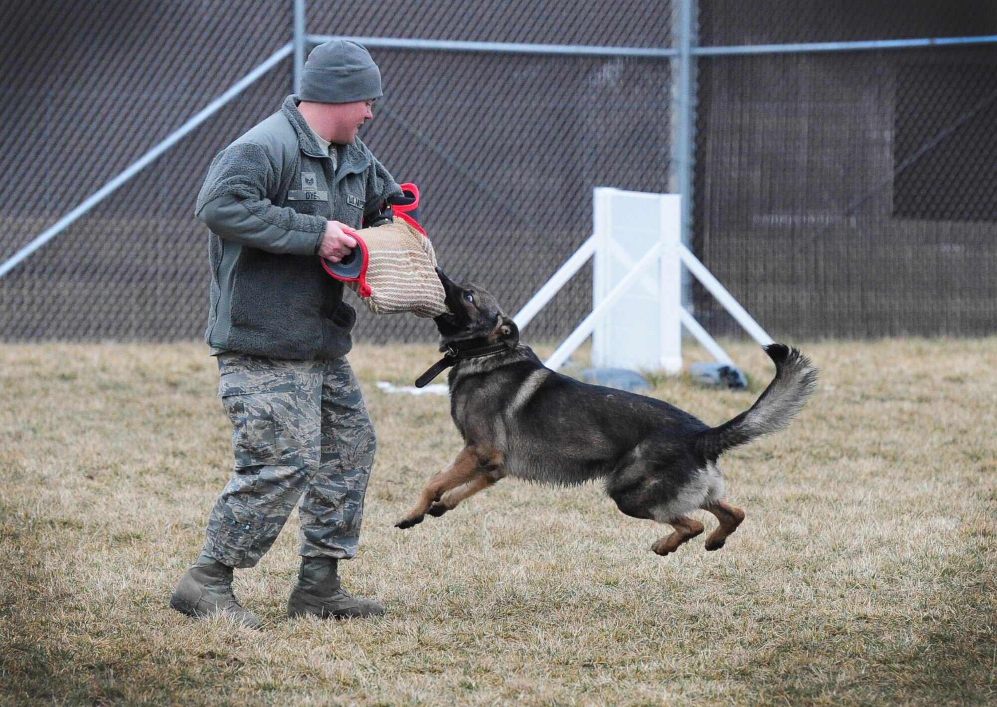 WHITEMAN AIR FORCE BASE, Mo. – Igore, 509th Security Forces Squadron military working dog, bites the sleeve of Staff Sgt. Adam Dye, 509th SFS MWD handler, during a bite sleeve scenario Feb. 15. Military working dogs are taught by their handlers to have controlled aggression through obedience courses and bite sleeve scenarios. (U.S. Air Force photo/Senior Airman Nick Wilson)