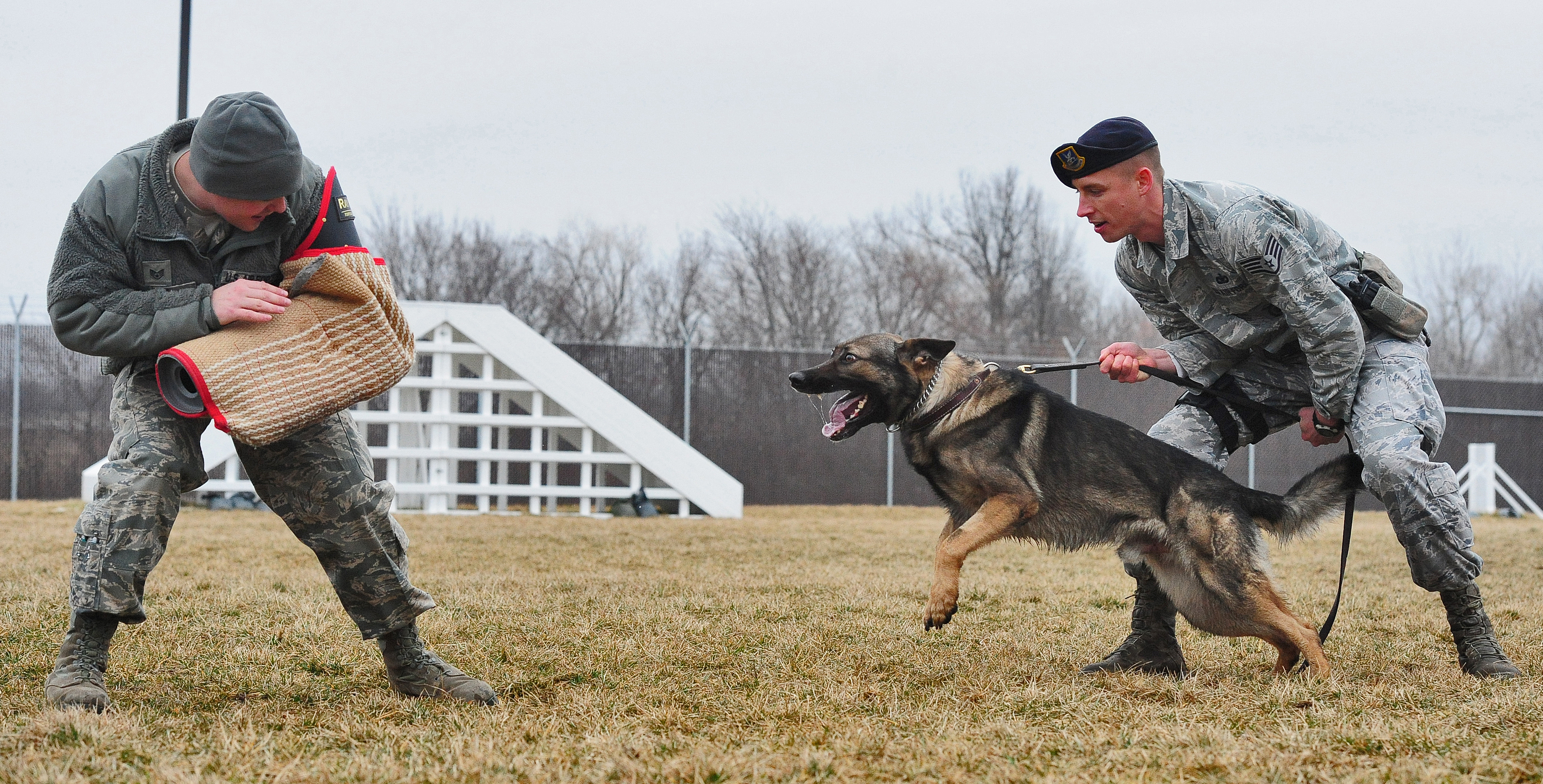 Military working dogs  train for success Air  Force  Global 