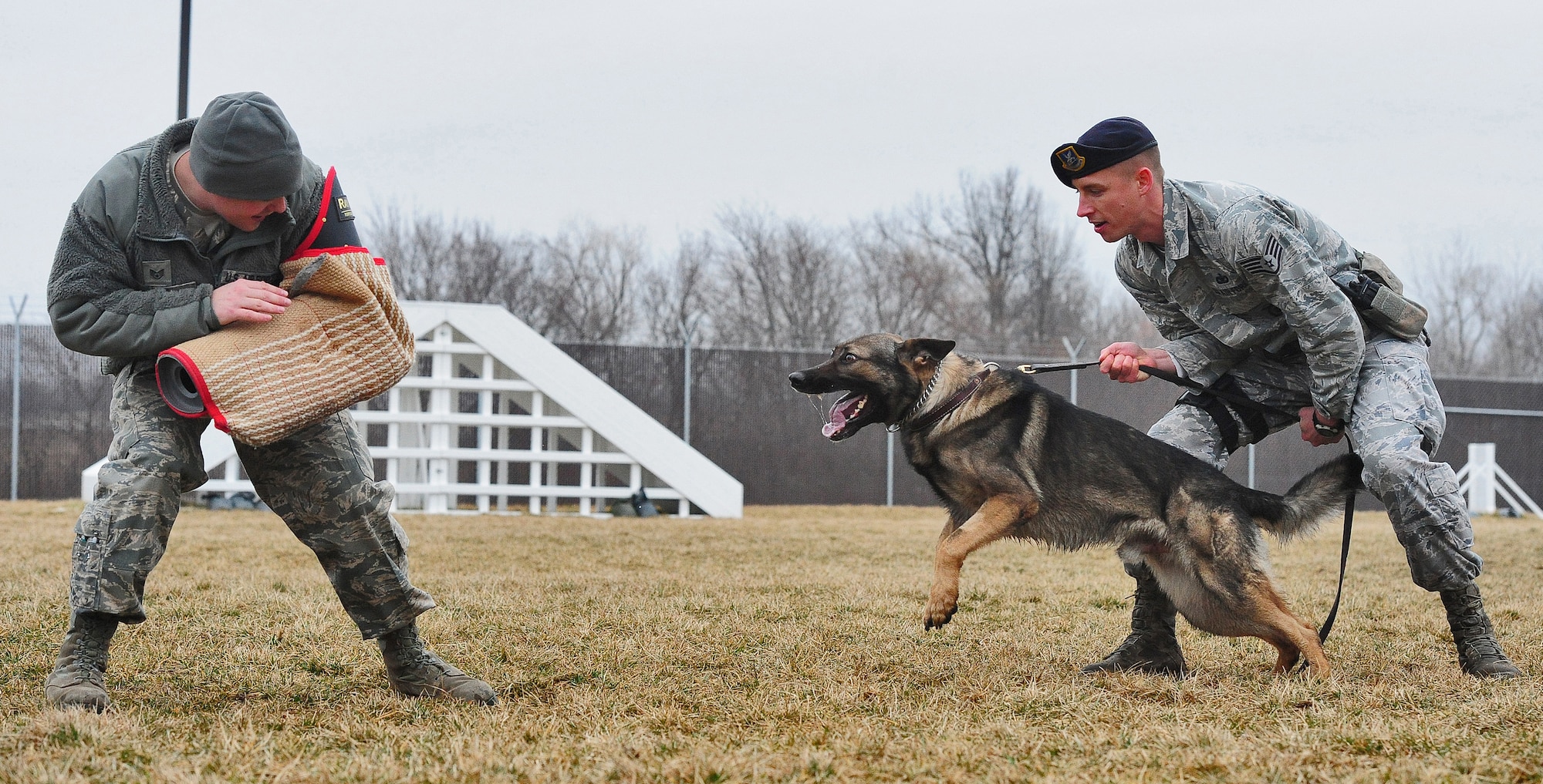 WHITEMAN AIR FORCE BASE, Mo. -- Staff Sgt. Adam Dye, 509th Security Forces Squadron military working dog handler, taunts Igore, 509th SFS military working dog, while Staff Sgt. James Swann, 509th SFS MWD handler, holds Igore during a bite sleeve scenario Feb. 15.  Bite sleeve scenarios are used to teach the canines controlled aggression and obedience. (U.S. Air Force photo/Senior Airman Nick Wilson)