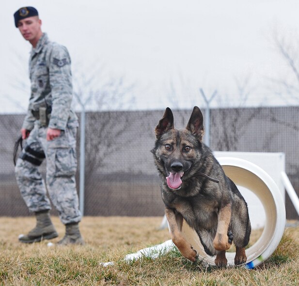 WHITEMAN AIR FORCE BASE, Mo. -- Igore, 509th Security Forces Squadron military working dog, runs through a tunnel as Staff Sgt. James Swann, 509th SFS MWD handler, supervises during an obedience course Feb. 15.  The obedience course teaches the dogs to respond to instructions of their handlers so they can provide special capabilities that assist in providing security for personnel and resources on base.  (U.S. Air Force photo/Senior Airman Nick Wilson)