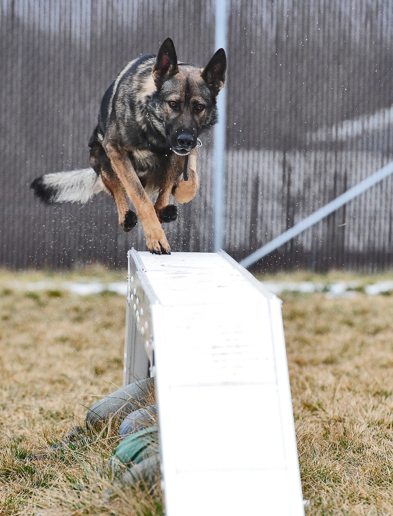 WHITEMAN AIR FORCE BASE, Mo. -- Igore, 509th Security Forces Squadron military working dog, runs on a balance beam as Staff Sgt. James Swann, 509th SFS MWD handler, supervises during an obedience course Feb. 15.  In addition to training the dogs to follow instructions, the obedience course also helps the handlers evaluate the speed, agility and endurance of their canines.   (U.S. Air Force photo/Senior Airman Nick Wilson)