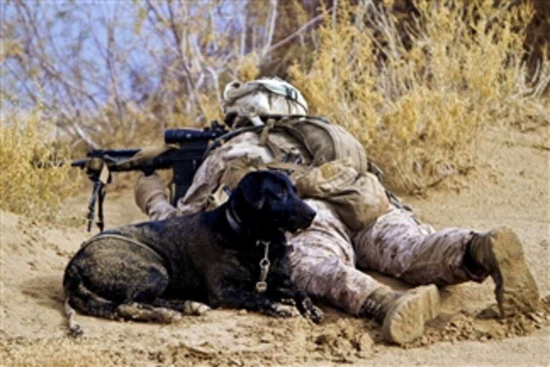 U.S. Marine Corps Lance Cpl. Brandon Mann uses his automatic rifle's scope to scan the area while providing security with his military working dog, Ty, around the villages of Sre Kala and Paygel in Helmand province, Afghanistan, on Feb. 17, 2012.  Mann, a military working dog handler, and Ty, an improvised explosive device detection dog, are assigned to Alpha Company, 1st Light Armored Reconnaissance Battalion.  