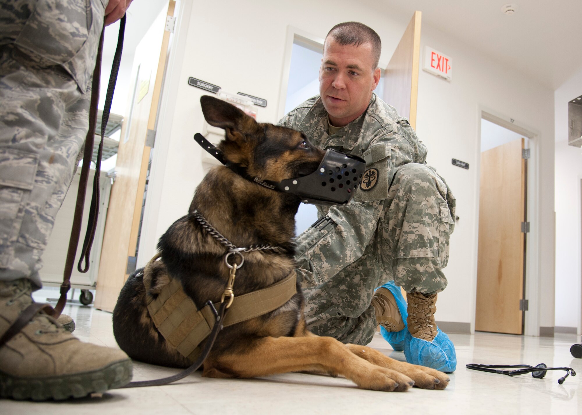 Jacob, a 49th Security Forces Squadron military working dog, sits while U.S. Army Staff Sgt. Brian Dine, 49th Medical Group NCO in charge of the Veterinary Clinic, examines him Feb. 22, at Holloman Air Force Base, N.M. In addition to the clinic’s main priority of providing care for the MWDs, the staff also accommodates the needs of Team Holloman’s personally-owned animals. (U.S. Air Force photo by Airman 1st Class Siuta B. Ika/Released)