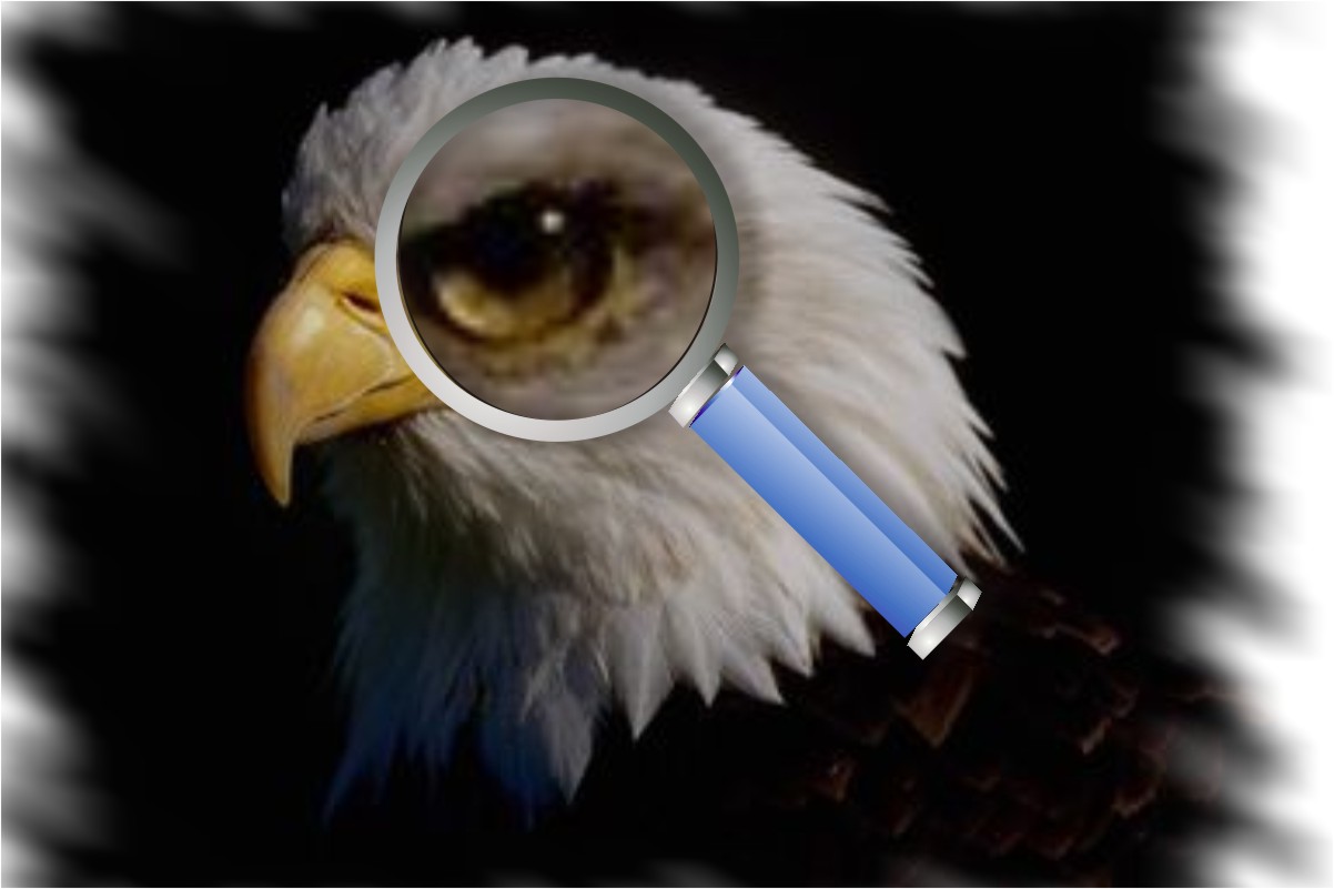 Eagle eyes: Just how good is eagle vision?