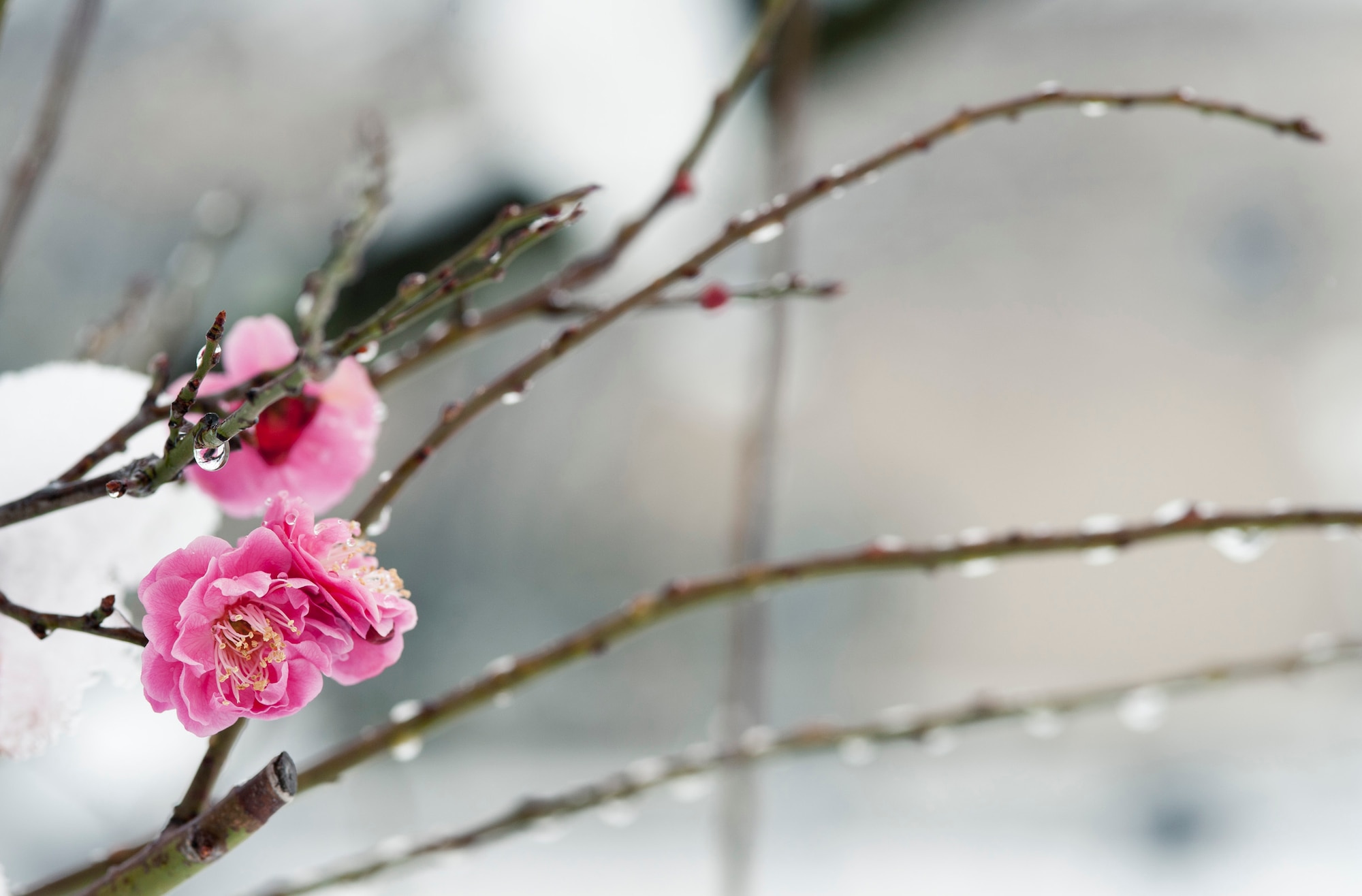 YOKOTA AIR BASE, Japan -- Plum blossoms bloom amidst snowy weather at Yokota Air Base, Japan, Feb. 29, 2012. Yokota received more than eight inches of snow that day, an uncommon sight for southern Japan. (U.S. Air Force photo/Staff Sgt. Samuel Morse)