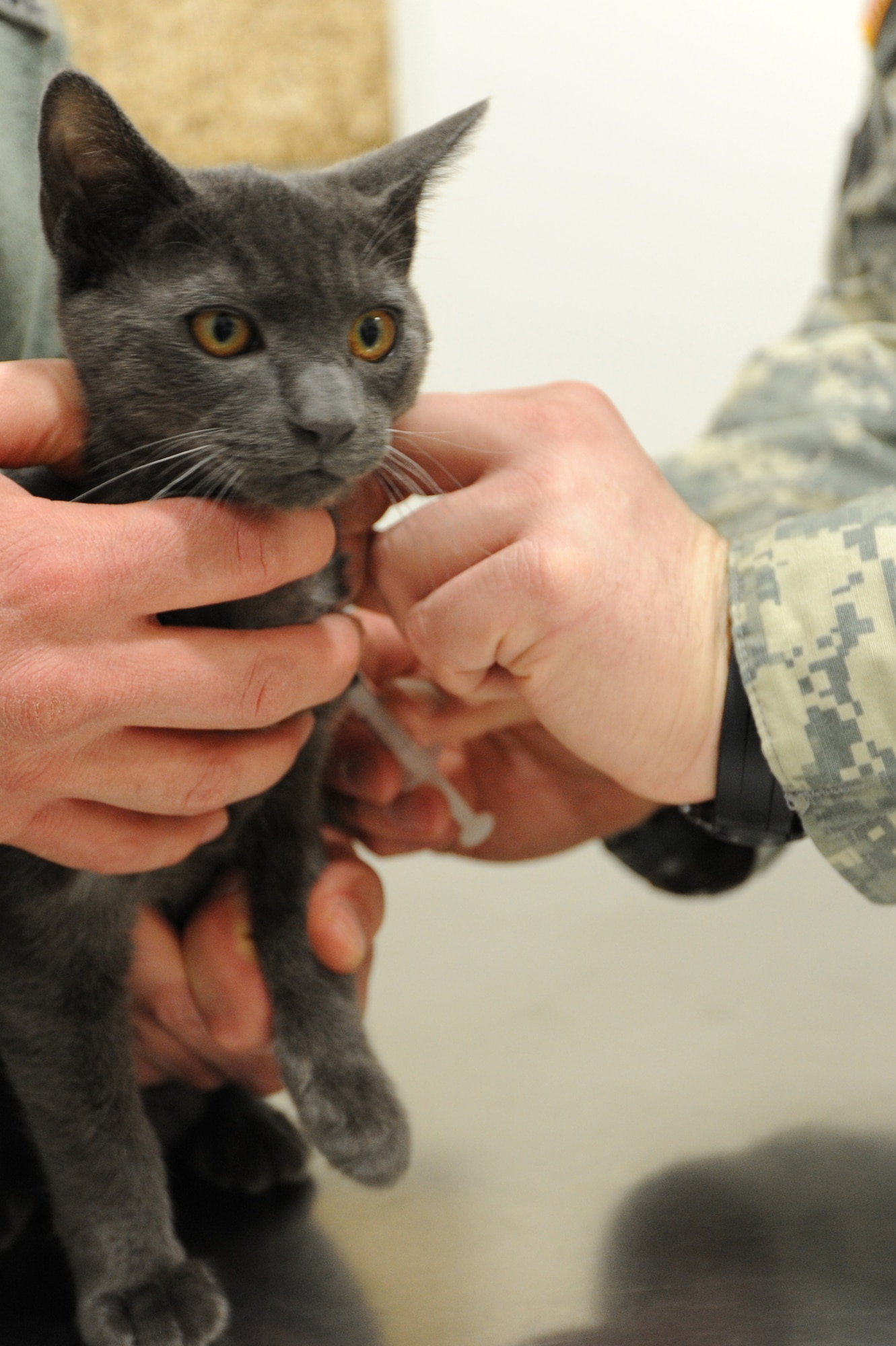 Yuukon, pet cat of U.S. Air Force Master Sgt. Jason Royals, Detachment 12 American Forces Network first sergeant, receives a distemper immunization shot from Army Spc. Jason Hayes, 35th Force Support Squadron veterinary technician, at Misawa Air Base, Japan, Feb. 22, 2012. Distemper is a highly contagious and life-threatening viral disease in animals. (U.S. Air Force photo by Airman 1st Class Kia Atkins/Released)