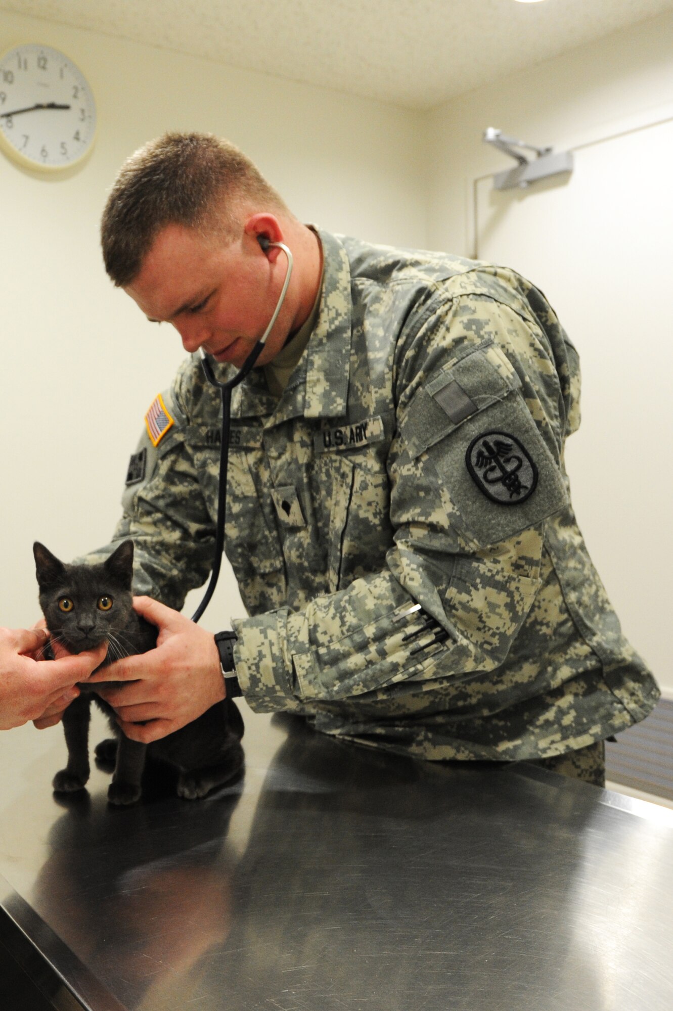U.S. Army Spc. Jason Hayes, 35th Force Support Squadron veterinary technician, performs a check-up on Yuukon, pet cat of Air Force Master Sgt. Jason Royals, Detachment 12 American Forces Network first sergeant, at Misawa Air Base, Japan, Feb. 22, 2012. Royals recently adopted Yuukon from Misawa's Pets Are Worth Saving. (U.S. Air Force photo by Airman 1st Class Kia Atkins/Released)