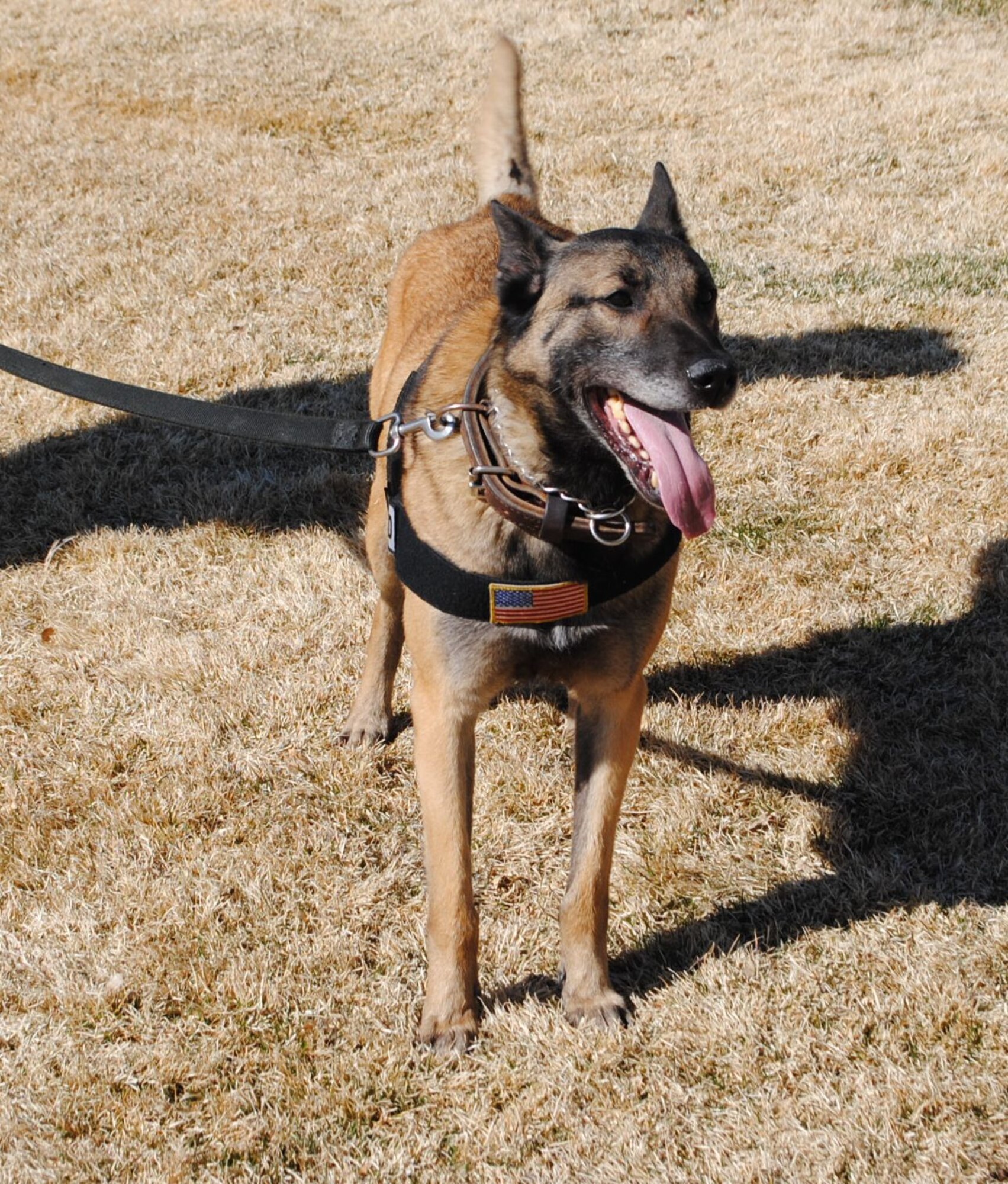 KIRTLAND AFB, N.M. – Rambo, a military working dog, can detect explosives such as TNT, dynamite and C-4. Rambo was one of the final two MWDs to leave Iraq. (Photo by Stefan Bocchino) 