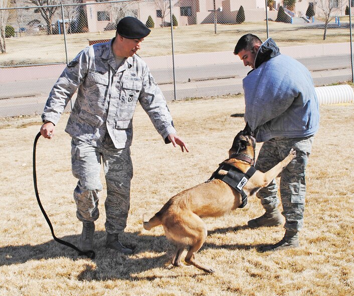 KIRTLAND AFB, N.M. – Staff Sgt. Marcus Moreno, 377th Security Force Squadron military working dog handler, left, uses Senior Airman Sergio Hernandez, 377 SFS, as a target while training MWD Rambo. (Photo by Stefan Bocchino) 