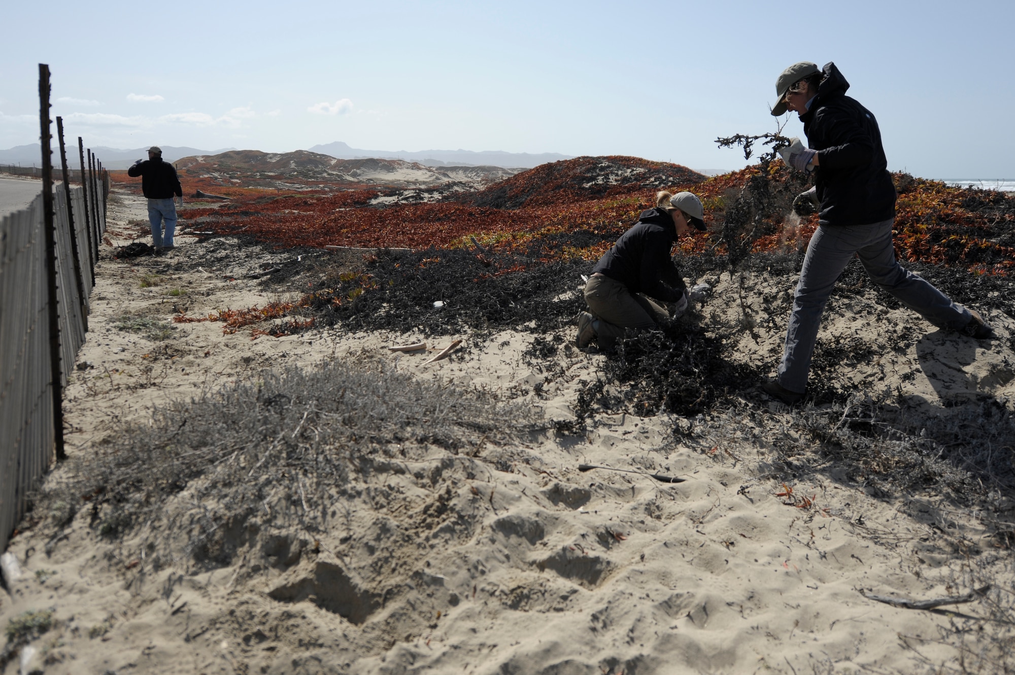 VANDENBERG AIR FORCE BASE, Calif.-- Members of the 30th Civil Engineer Squadron and Santa Barbara Zoo volunteers pull invasive beach grass and ice plants during a conservation effort for the Snowy Plover at Wall Beach here Tuesday, Feb. 28, 2012. The volunteers worked with the 30th Civil Engineer Conservation Office in an effort to aid local conservation and endangered species. (U.S. Air Force photo/Staff Sgt. Andrew Satran) 

 