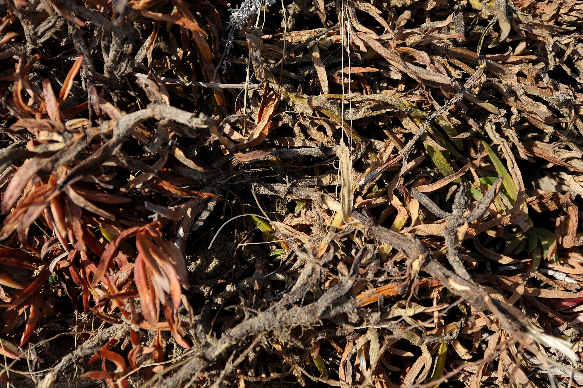 VANDENBERG AIR FORCE BASE, Calif.-- Beach grass and ice plants are pulled out of the sand during a conservation effort for the Snowy Plover at Wall Beach here Tuesday, Feb. 28, 2012. Removing the non-native plants allows for native plants to grow for the nesting habitat of the Plover. (U.S. Air Force photo/Staff Sgt. Andrew Satran) 

 
