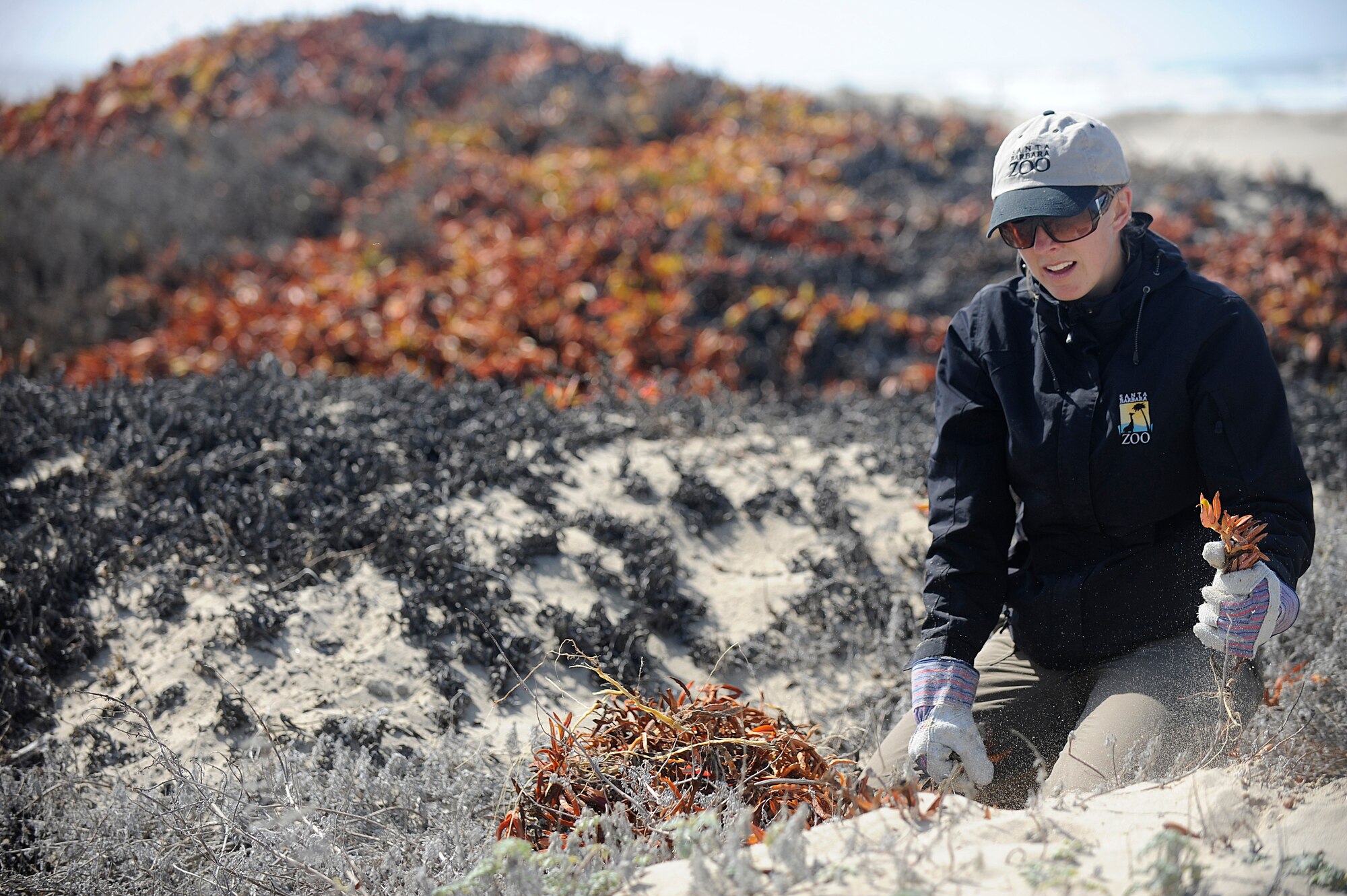 VANDENBERG AIR FORCE BASE, Calif.-- Ria Boner, a Santa Barbara Zoo conservationist research coordinator, pulls an ice plant out of the sand during a conservation effort for the Snowy Plover at Wall Beach here Tuesday, Feb. 28, 2012. The volunteers worked with the 30th Civil Engineer Conservation Office in an effort to aid local conservation and endangered species. (U.S. Air Force photo/Staff Sgt. Andrew Satran) 

 