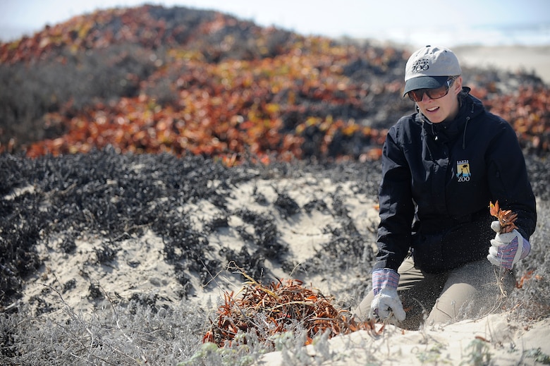 VANDENBERG AIR FORCE BASE, Calif.-- Ria Boner, a Santa Barbara Zoo conservationist research coordinator, pulls an ice plant out of the sand during a conservation effort for the Snowy Plover at Wall Beach here Tuesday, Feb. 28, 2012. The volunteers worked with the 30th Civil Engineer Conservation Office in an effort to aid local conservation and endangered species. (U.S. Air Force photo/Staff Sgt. Andrew Satran)  