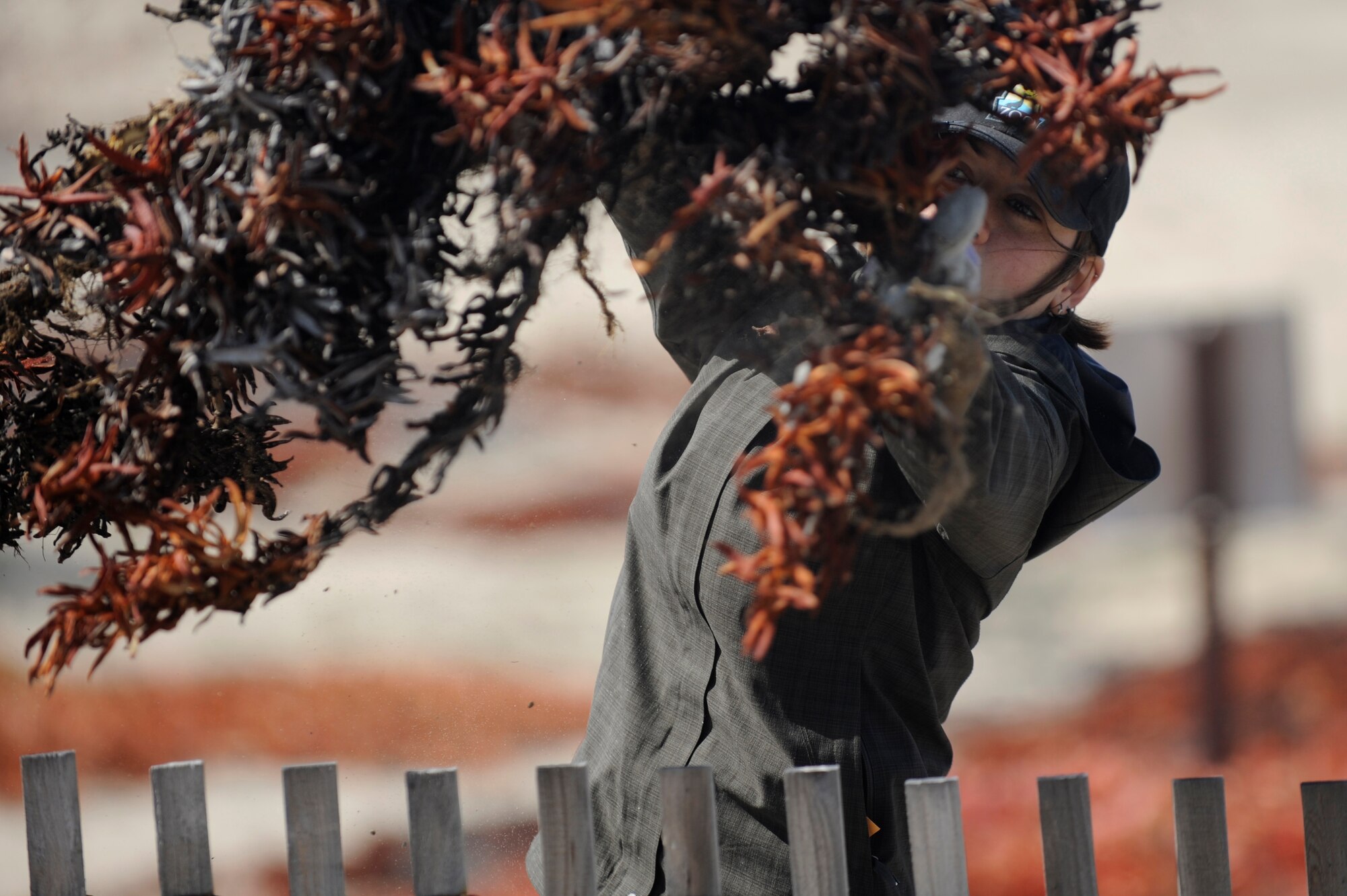 VANDENBERG AIR FORCE BASE, Calif.-- Molly Astell, a Santa Barbara Zoo volunteer, throws an ice plant into a wheel barrow during a conservation effort for the Snowy Plover at Wall Beach here Tuesday, Feb. 28, 2012. Removing the beach grass and ice plants allows the native plants to grow, creating a habitat for the Plover. (U.S. Air Force photo/Staff Sgt. Andrew Satran) 

 