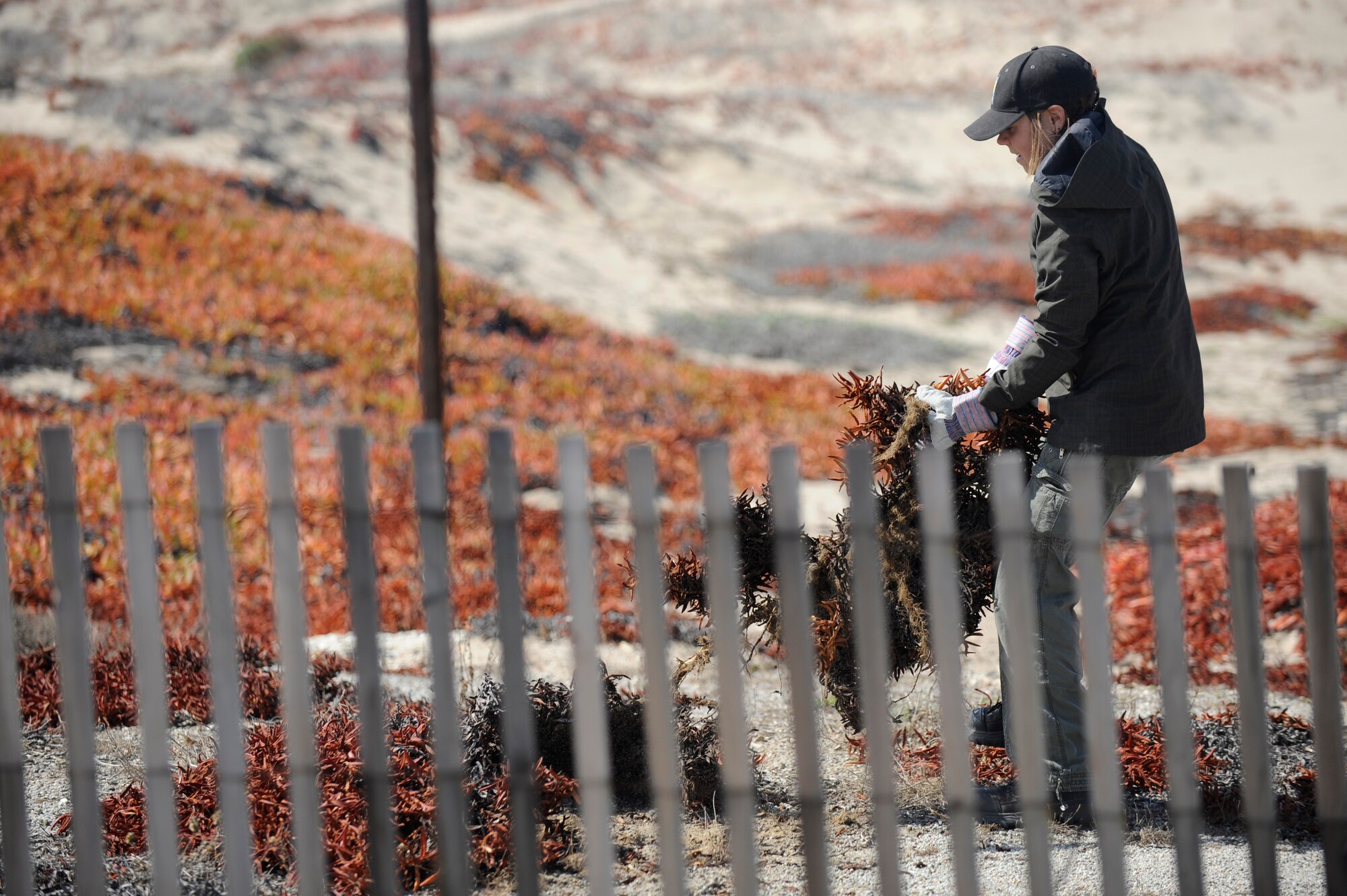 VANDENBERG AIR FORCE BASE, Calif.-- Molly Astell, a Santa Barbara Zoo volunteer, pulls an ice plant during a conservation effort for the Snowy Plover at Wall Beach here Tuesday, Feb. 28, 2012. The volunteers worked with the 30th Civil Engineer Conservation Office in an effort to aid local conservation and endangered species. (U.S. Air Force photo/Staff Sgt. Andrew Satran) 

 