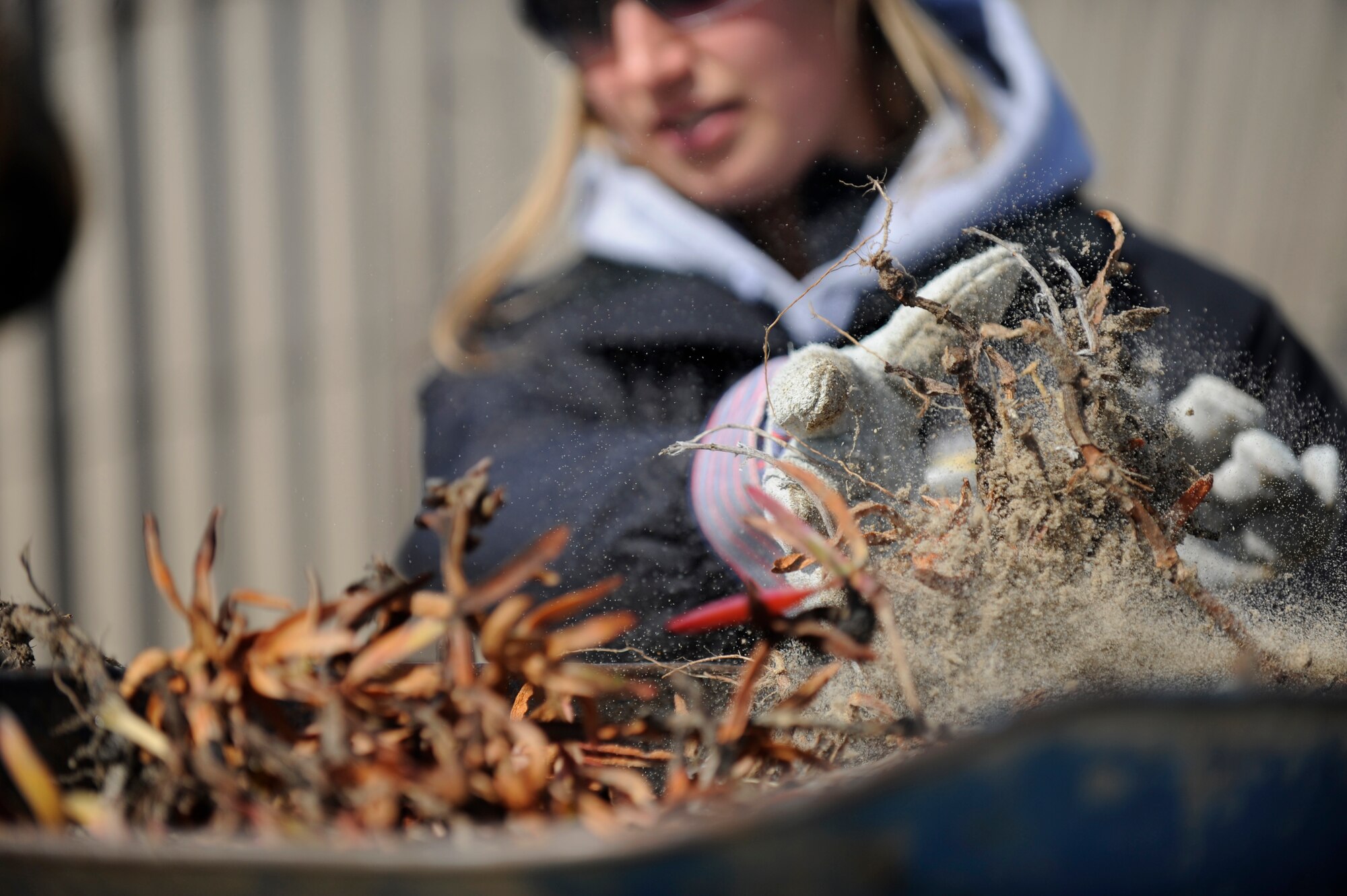 VANDENBERG AIR FORCE BASE, Calif.-- A Santa Barbara Zoo volunteer throws invasive beach grass and ice plants into a wheel barrel during a conservation effort for the Snowy Plover at Wall Beach here Tuesday, Feb. 28, 2012. Removing the non-native plant species allows the Plover to nest in the area. (U.S. Air Force photo/Staff Sgt. Andrew Satran) 

 