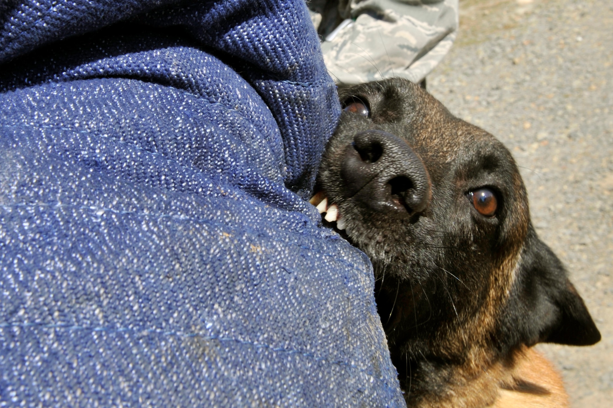 A 19th Security Forces Squadron dog handler is attacked by a military working dog during a training session, Feb. 27, 2012, at Little Rock Air Force Base, Ark. Military working dogs are often used as school house trainers after their active-duty service, but some are adopted by their handlers and become family pets. (U.S. Air Force photo by Airman 1st Class Rusty Frank)