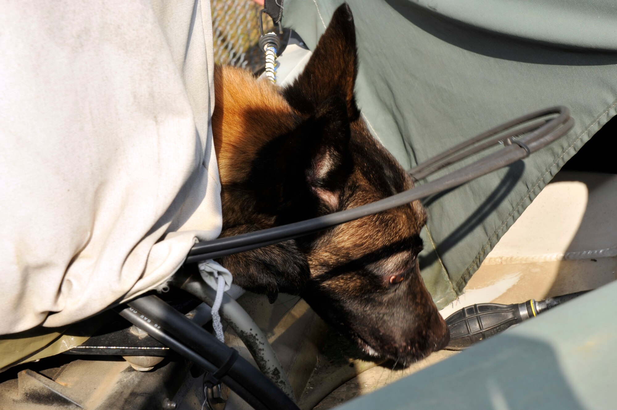 A 19th Security Forces Squadron military working dog searches for drugs during a training session Feb. 27, 2012, at Little Rock Air Force Base, Ark. Military working dogs are trained by service members to search for drugs and explosives. (U.S. Air Force photo by Airman 1st Class Rusty Frank)