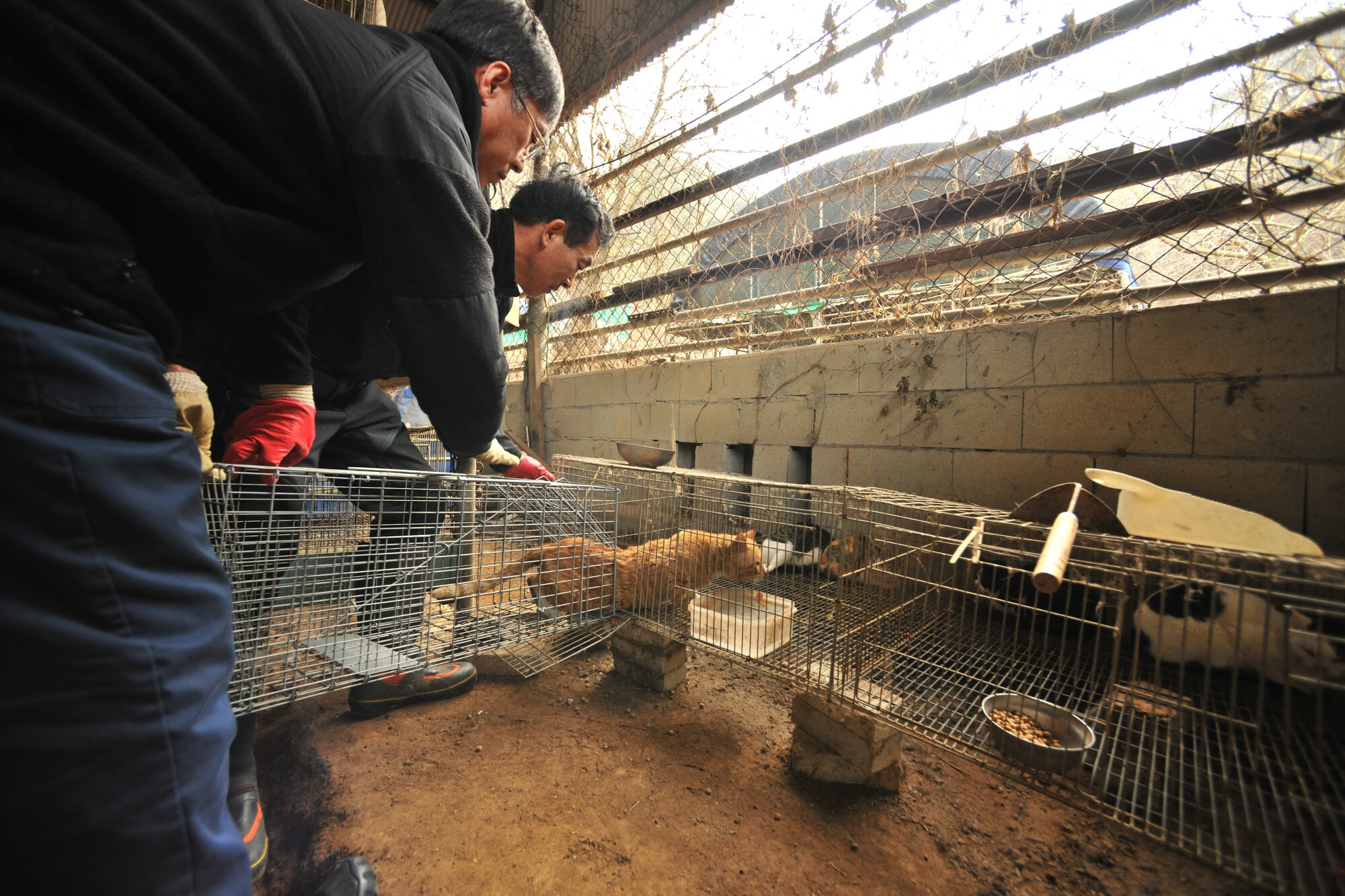 Animal shelter caretakers put the stray cat in a cage after it is captured by members from the 8th Civil Engineer Squadron pest management section in Gunsan City, Republic of Korea, Feb. 23, 2012. Members of the section have eight live traps scattered around base and they check the traps twice a day. (U.S. Air Force photo by Senior Airman Brittany Y. Auld/Released)