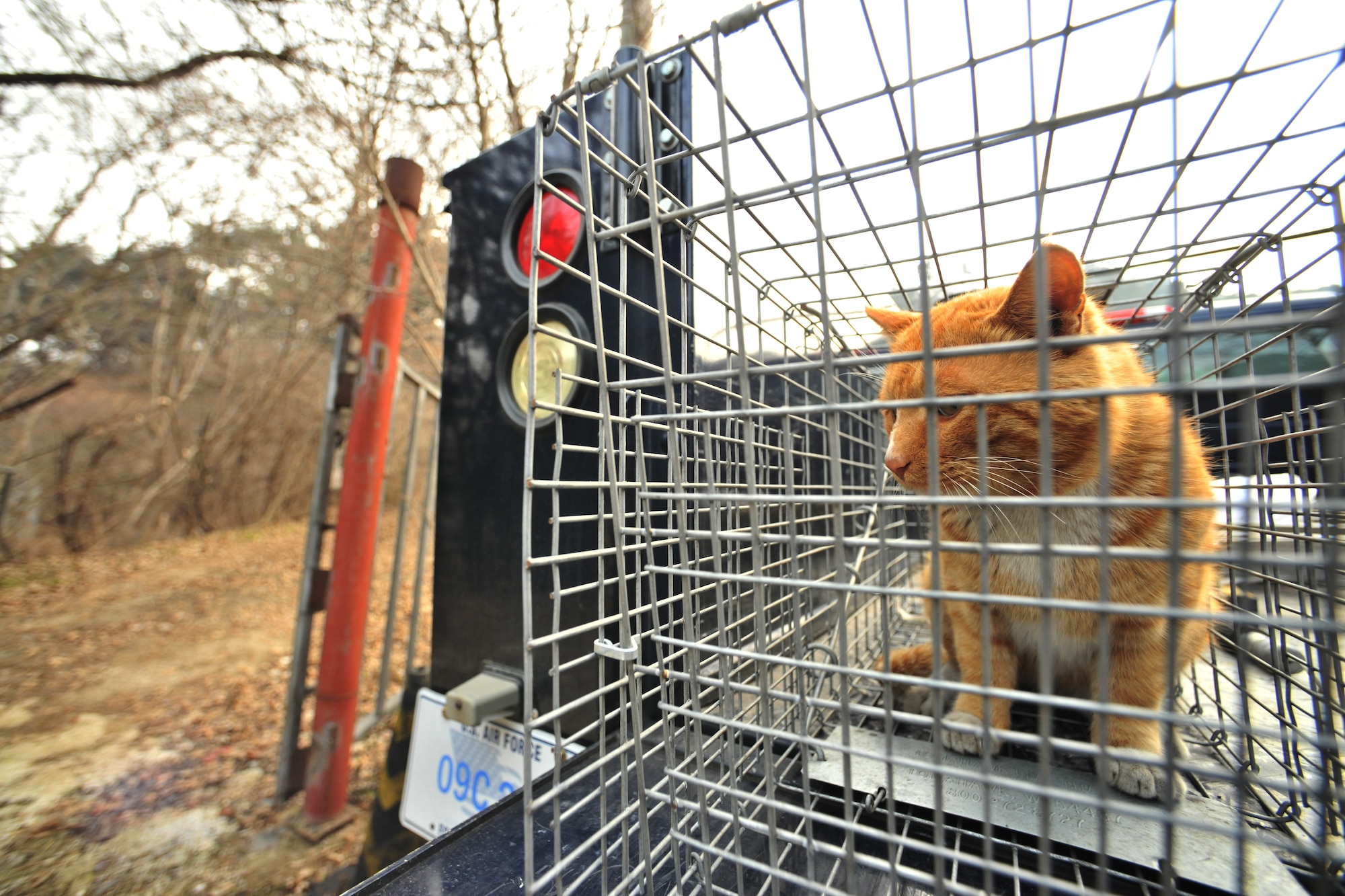 A stray cat is captured by a trap set by 8th Civil Engineer Squadron pest management Feb. 23, 2012 at Kunsan Air Base, Republic of Korea and the cat is taken to an animal shelter in Gunsan City, Republic of Korea. Members of the 8th CES pest management section have eight live traps scattered around base, which are checked twice a day. (U.S. Air Force photo by Senior Airman Brittany Y. Auld/Released)