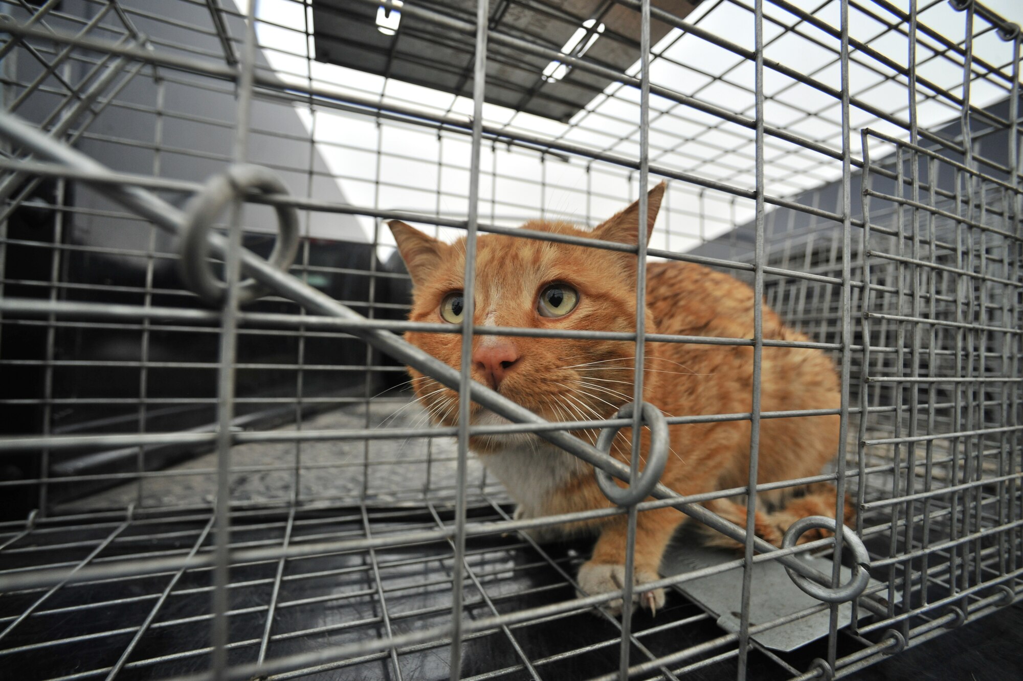 A stray cat is captured by 8th Civil Engineer Squadron pest management Feb. 23, 2012, at Kunsan Air Base, Republic of Korea. Members of the 8th CES pest management section have eight live traps scattered around base, which are checked twice a day.  (U.S. Air Force photo by Senior Airman Brittany Y. Auld/Released)