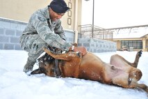 Staff Sgt. Mark Bush, 8th Security Forces Squadron military working dog handler, takes a break from validation training with Iian, 8th SFS military working dog, at Kunsan Air Base, Republic of Korea, Jan. 4, 2012. The Wolf Pack enjoyed their first snow day of the year. (U.S. Air Force photo by Senior Airman Brittany Y. Auld/Released)