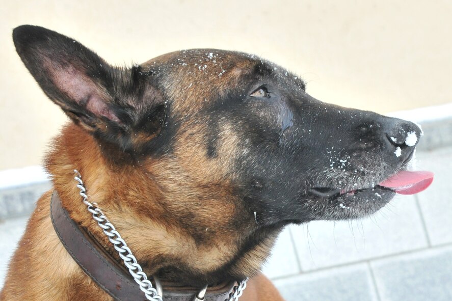 Iian, 8th Security Forces Squadron military working dog, takes a break from validation training with his handler at Kunsan Air Base, Republic of Korea, Jan. 4, 2012. The Wolf Pack enjoyed their first snow day of the new year. (U.S. Air Force photo by Senior Airman Brittany Y. Auld/Released)