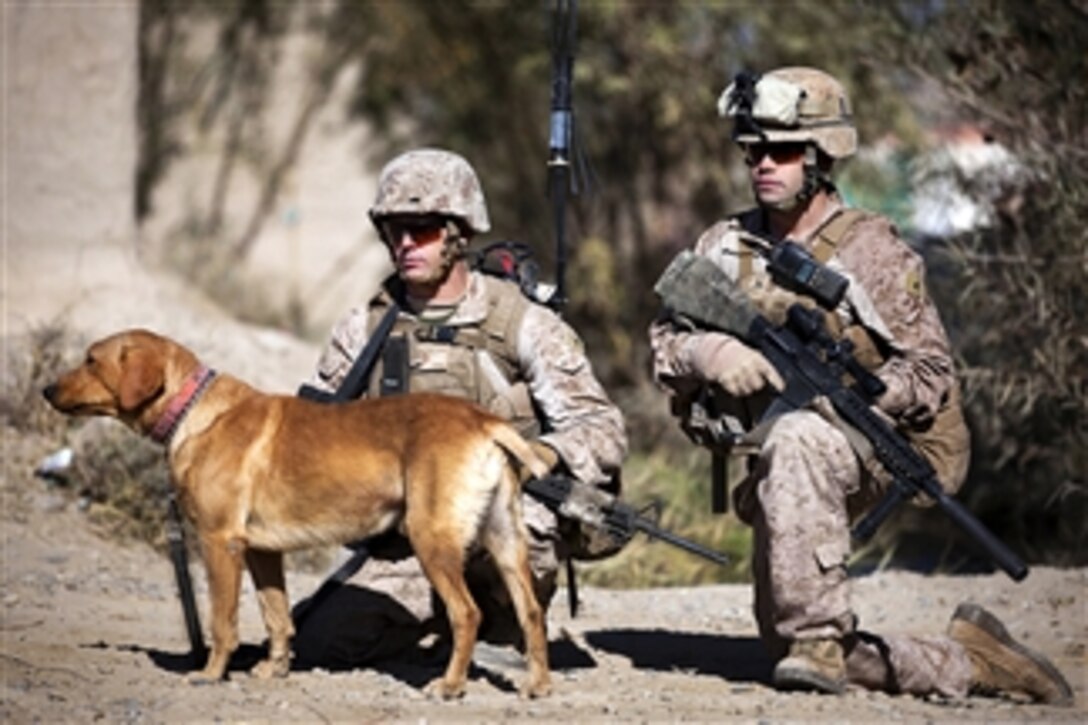 U.S. Marine Corps Lance Cpls. James Blomstran (left) and Ryan Gerrity (right) and their military working dog, Sage, halt during a security patrol near the Garmsir District canal, from which they had previously helped rescue nine Afghans in Helmand province, Afghanistan, on Dec. 12, 2011.  Blomstran and Gerrity are assigned to the 2nd Platoon, Lima Company, 3rd Battalion, 3rd Marine Regiment.  