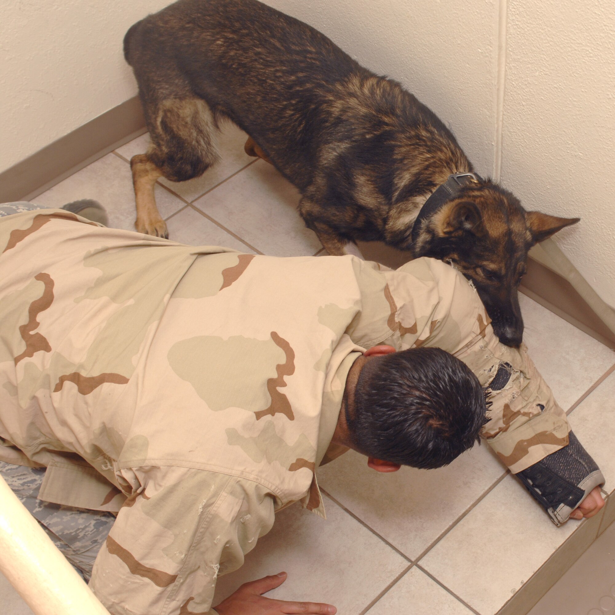 U.S. Air Force Tech Sgt. Tomas Diaz, 355th Security Forces Squadron military working dog handler, attempts to fight off Benny, 355th SFS military working dog, on Davis-Monthan Air Force Base, Ariz., Jan. 5, 2012. Diaz is acting as a criminal who has been hiding in the stairwell of a dormitory building. ( U.S. Air Force Photo by Airman 1st Class Josh Slavin/ Released)	