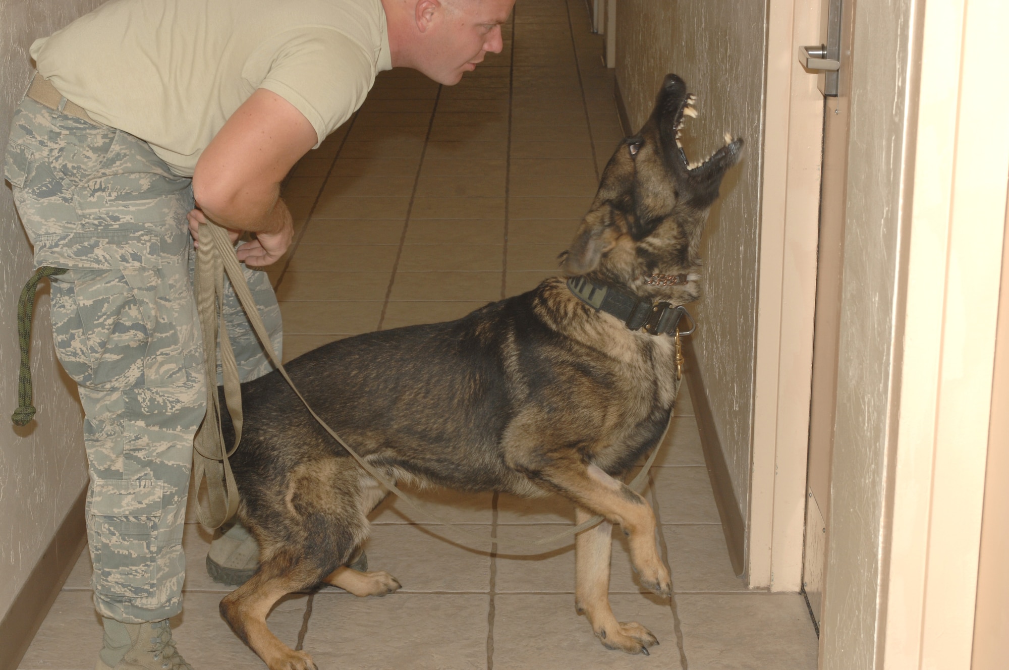 U.S. Air Force Staff Sgt. Bryan Klein, 355th Security Forces Squadron military working dog handler, looks on as Benny, 355th SFS military working dog, finds the hidden trainer here on Davis-Monthan Air Force Base, Ariz., Jan. 5, 2012. Klein and Benny are doing exercises to work on improving their technique while searching buildings.( U.S. Air Force Photo by Airman 1st Class Josh Slavin/ Released)	