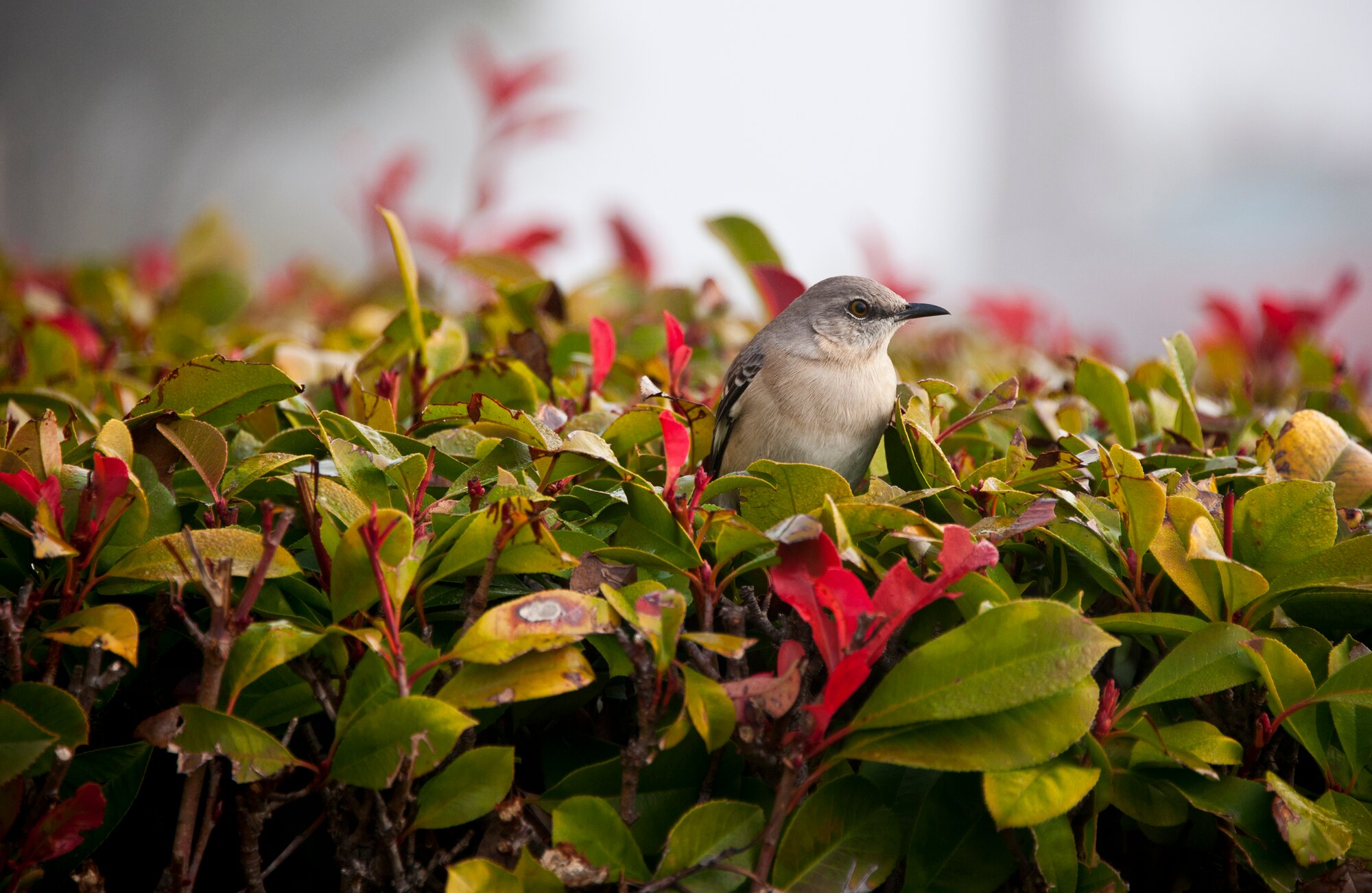 A mockingbird peeks out of the top of the shrubbery in front of the Air Armament Center headquarters building the morning of Jan. 6 at Eglin Air Force Base, Fla.  The mockingbird is one of many wild birds within the Eglin range.  (U.S. Air Force photo/Samuel King Jr.)