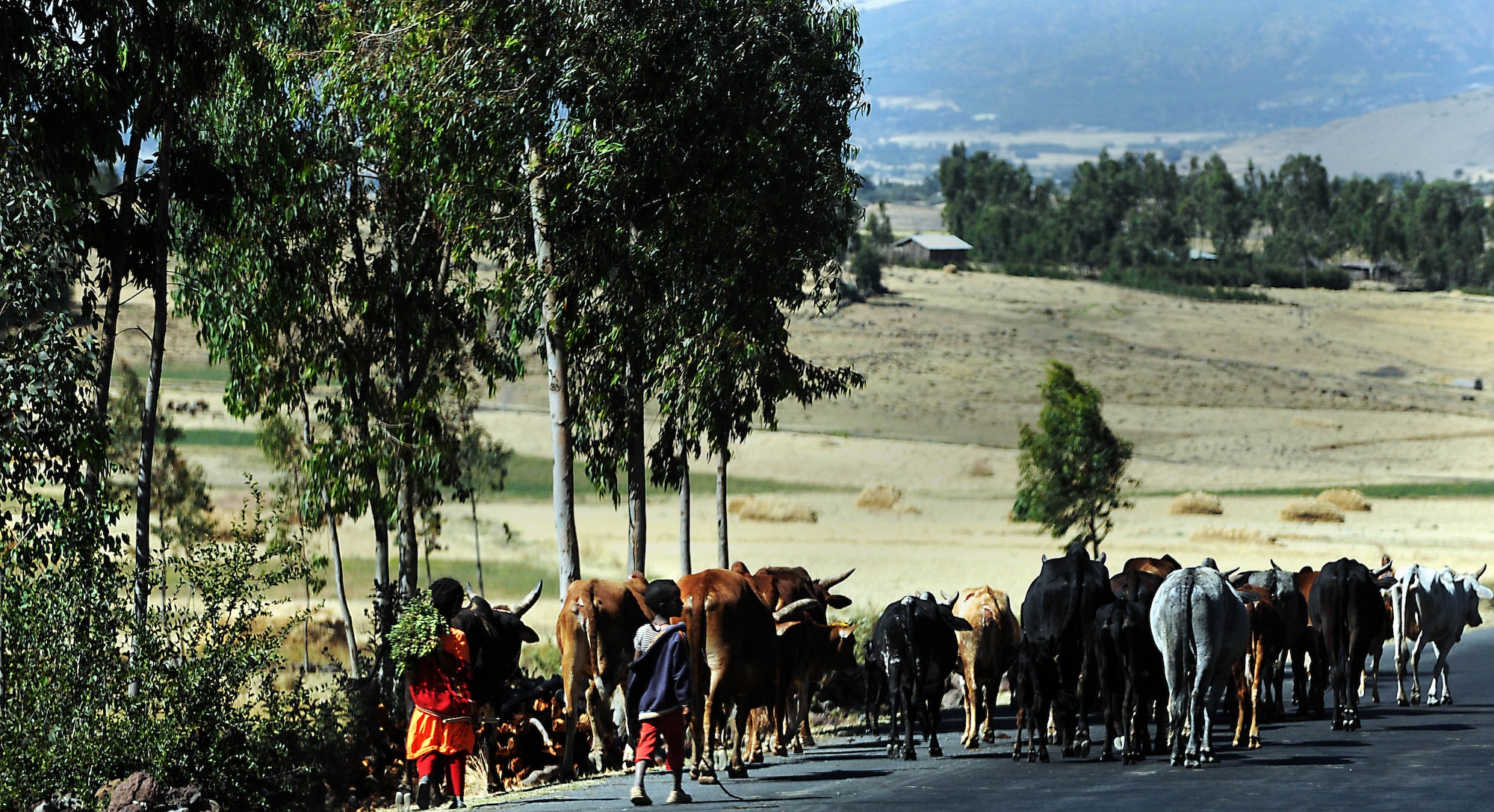 Two children herd a line of cattle along the road to Addis Ababa, Ethiopia, Dec. 8, 2011. From a very young age, children in Ethiopia are taught to contribute to the welfare and profession of their families. (U.S. Air Force photo/Senior Airman Jarad Denton)