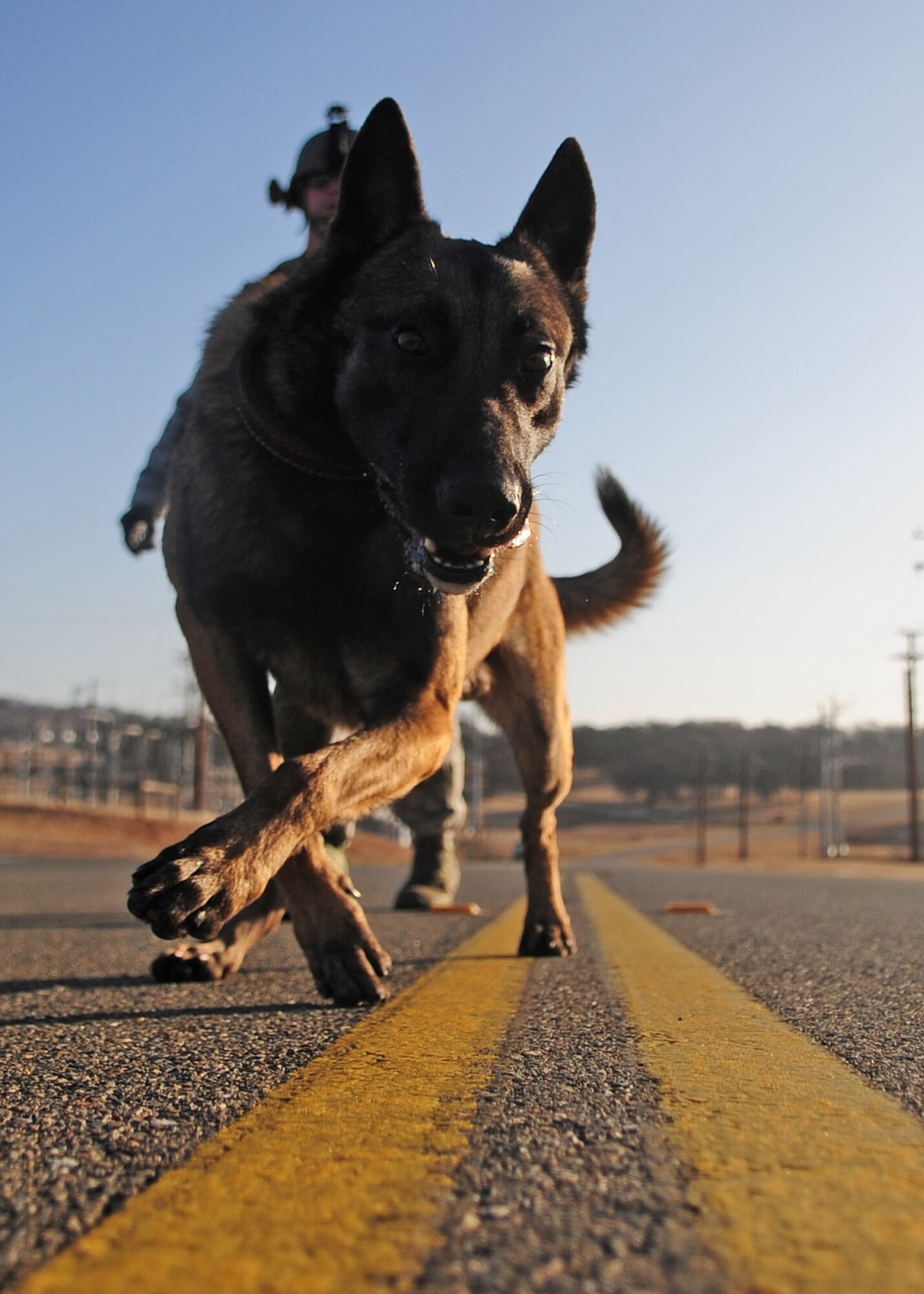 Zack, one of the 9th Security Forces Squadron’s newest military working dogs, walks the center line of an abandoned road on Beale AFB during a ruck march Jan. 9, 2012. Each member of the military working dog flight marches at least once a week while keeping up with other training requirements as well as care and maintenance of the animals and kennels. (U.S Air Force photo by Senior Airman Shawn Nickel/Released)