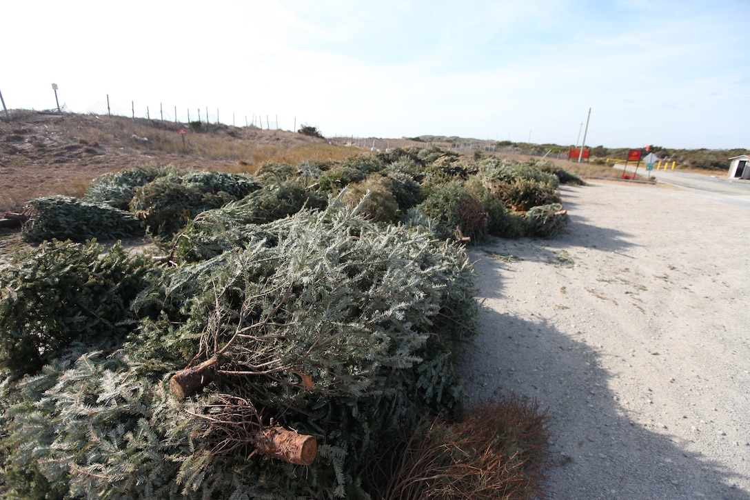 Several hundred Christmas trees were piled high at Onslow Beach aboard Marine Corps Base Camp Lejeune, recently. The Environmental Management Division with MCB Camp Lejeune will be using the collected trees as sand fences to help restore sand dunes at the beach.