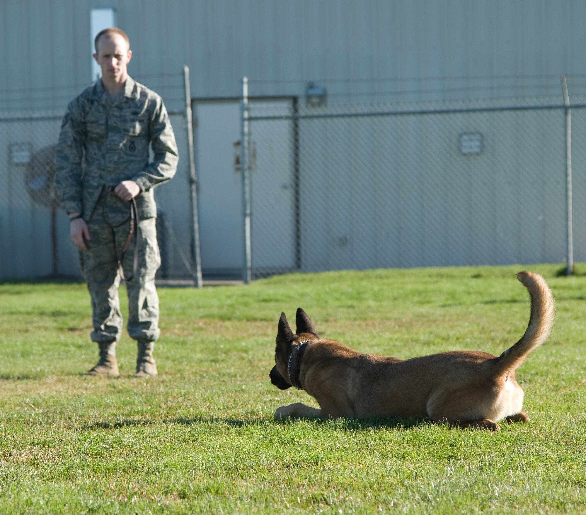 Brit, a military working dog with 60th Security Forces Squadron, responds to a command given by his previous handler Staff Sgt. Robert Stewart, Travis Air Force Base, Calif., January 4, 2012. Brit is trained to respond every command given to him without hesitation. (U.S. Air Force photo/Airman 1st Class Nicole Leidholm)
