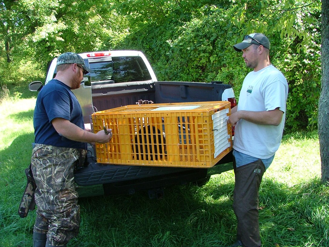 Adam Jacobs and Zachary Bair, wildlife technicians with the U.S. Department of Agriculture, were called in on Aug. 29, 2011 to make a health assessment on our resident beaver and relocate him from a water run-off area near fuel storage tanks on base to a safe and isolated waterway nearby.  The relocation effort took only two hours to complete.  
