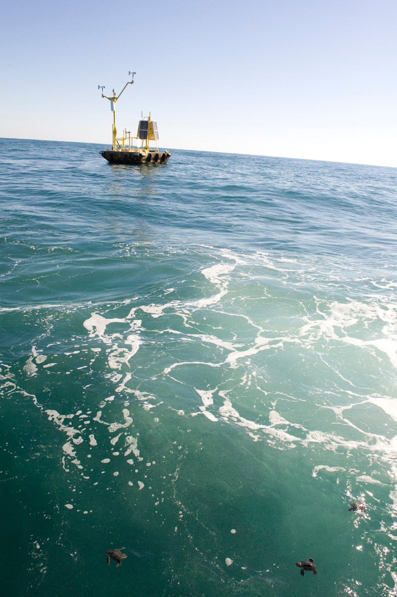 Three Green sea turtle hatchlings head out to sea after being released from a U.S. Coast Guard search and rescue boat near a National Oceanic and Atmospheric Administration weather buoy 20 miles off shore. (Photo by Julie Dayringer)