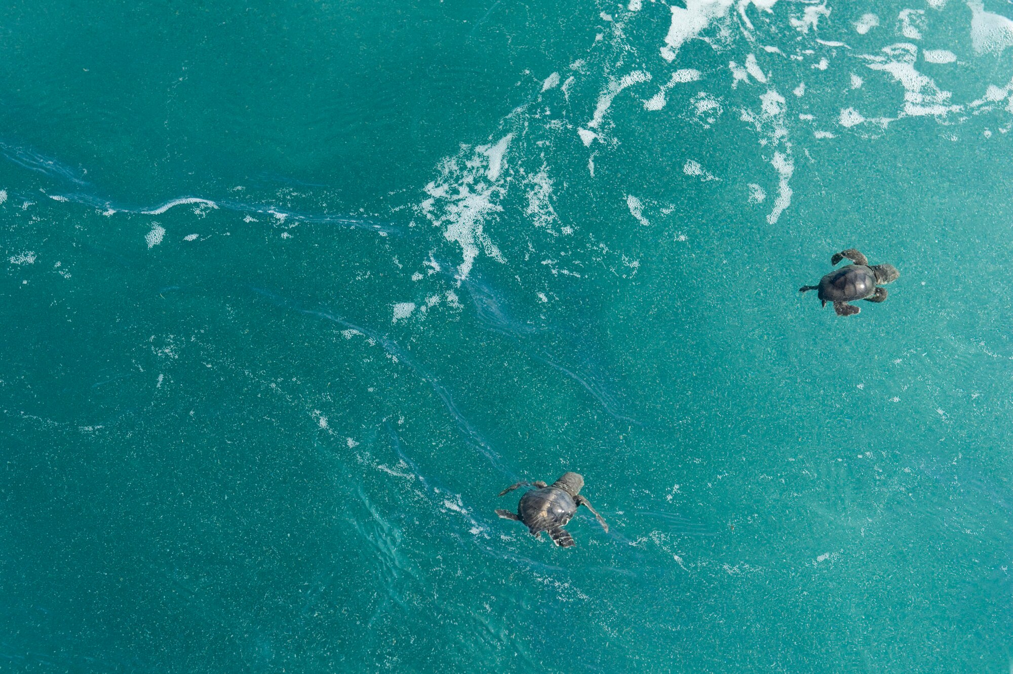 Two Green sea turtle hatchlings head out to sea after being released from a U.S. Coast Guard search and rescue boat 20 miles off shore. (Photo by Julie Dayringer)