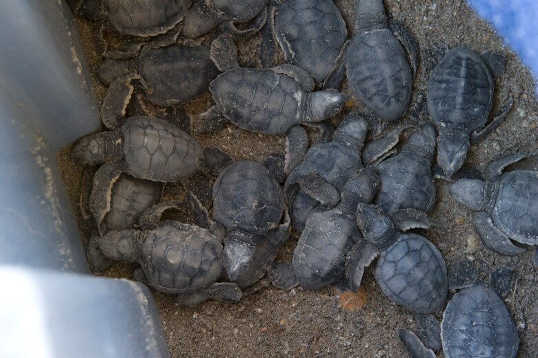 Twenty-nine Green sea turtle hatchlings, newly emerged from a late-season nest on the shore of Cape Canaveral Air Force Station, were transported out to sea with the assistance of U.S. Air Force biologists and the U.S. Coast Guard. (Photo by Julie Dayringer) 