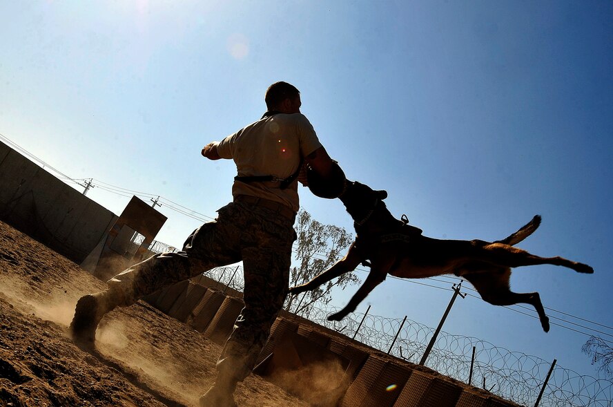Rambo, a patrol and explosive detector dog deployed from Kirtland Air Force Base and assigned to the 447th Expeditionary Security Forces Squadron, “attacks” Senior Airman Stephen Hanks, 447th ESFS military working dog handler, while training on an obstacle course Dec. 9 in Baghdad, Iraq. For the past six months, Rambo and Hanks have supported Operation New Dawn by providing explosive and psychological deterrence. Hanks is deployed from Patrick AFB, Fla., and is originally from Amherst, Mass.  Photo by Master Sgt. Cecilio Ricardo