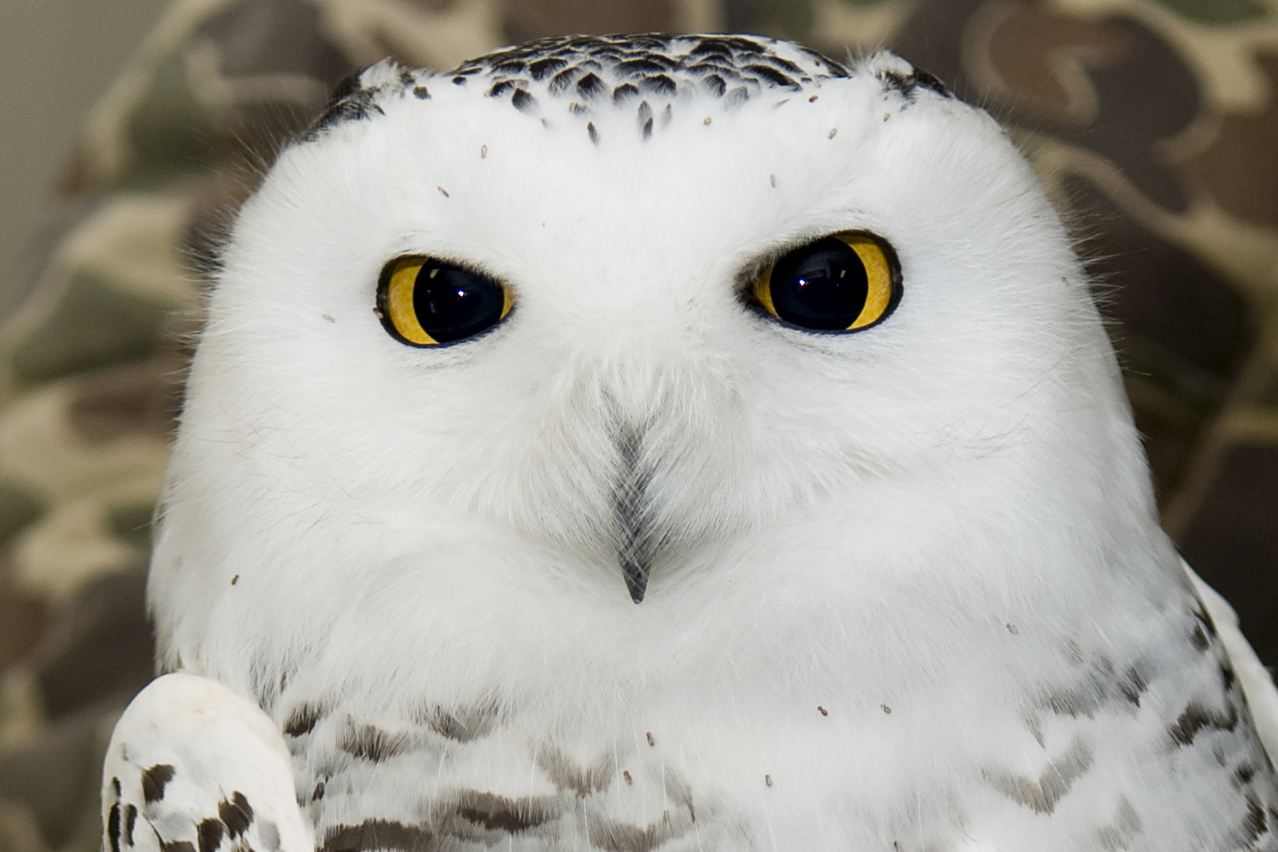 Hedwig
