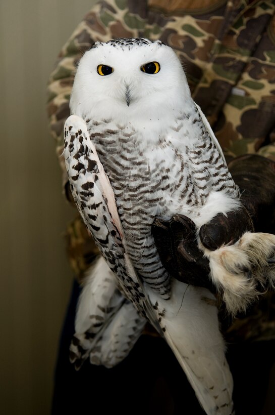 GRISSOM AIR RESERVE BASE, Ind. -- Hedwig, a snowy owl, was recently caught after leading Grissom's safety and airfield management personnel on a week-long chase. The owl, who was named after famed literary character Harry Potter's owl, and other large birds pose a danger to Grissom's KC-135R Stratotankers and other aircraft. (U.S. Air Force photo/Tech. Sgt. Mark Orders-Woempner)
