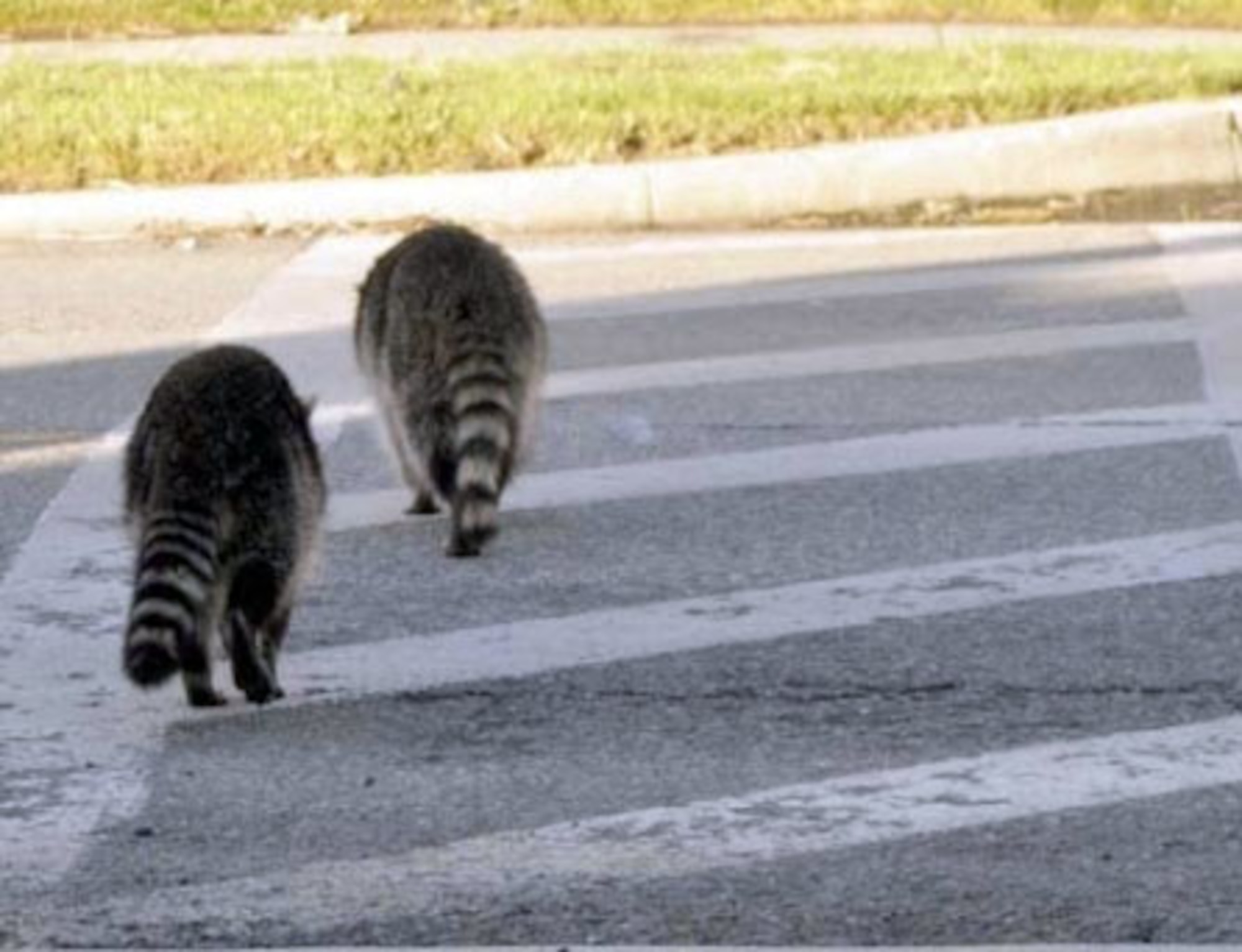 A pair of resident racoons safely cross Dekay Ave. near Baucom Ave. using the crosswalk. Drivers are reminded that all “pedestrians” have the right of way on March.  U.S. Air Force photo by Linda Welz

