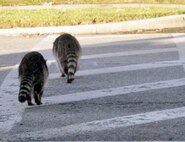 A pair of resident racoons safely cross Dekay Ave. near Baucom Ave. using the crosswalk. Drivers are reminded that all “pedestrians” have the right of way on March.  U.S. Air Force photo by Linda Welz

