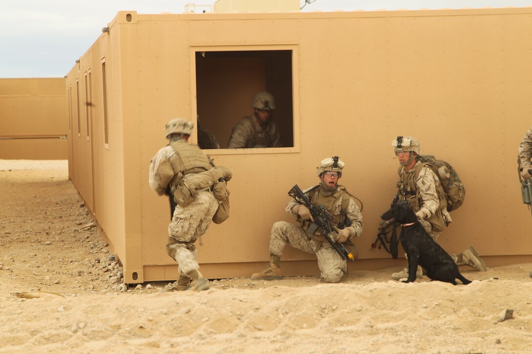 Marines and an improvised explosive device dog prepare to take cover in building after rushing across a hot zoneduring the Clear, Hold, Build 1 stage of their Enhanced Mojave Viper cycle Jan. 23, 2012.